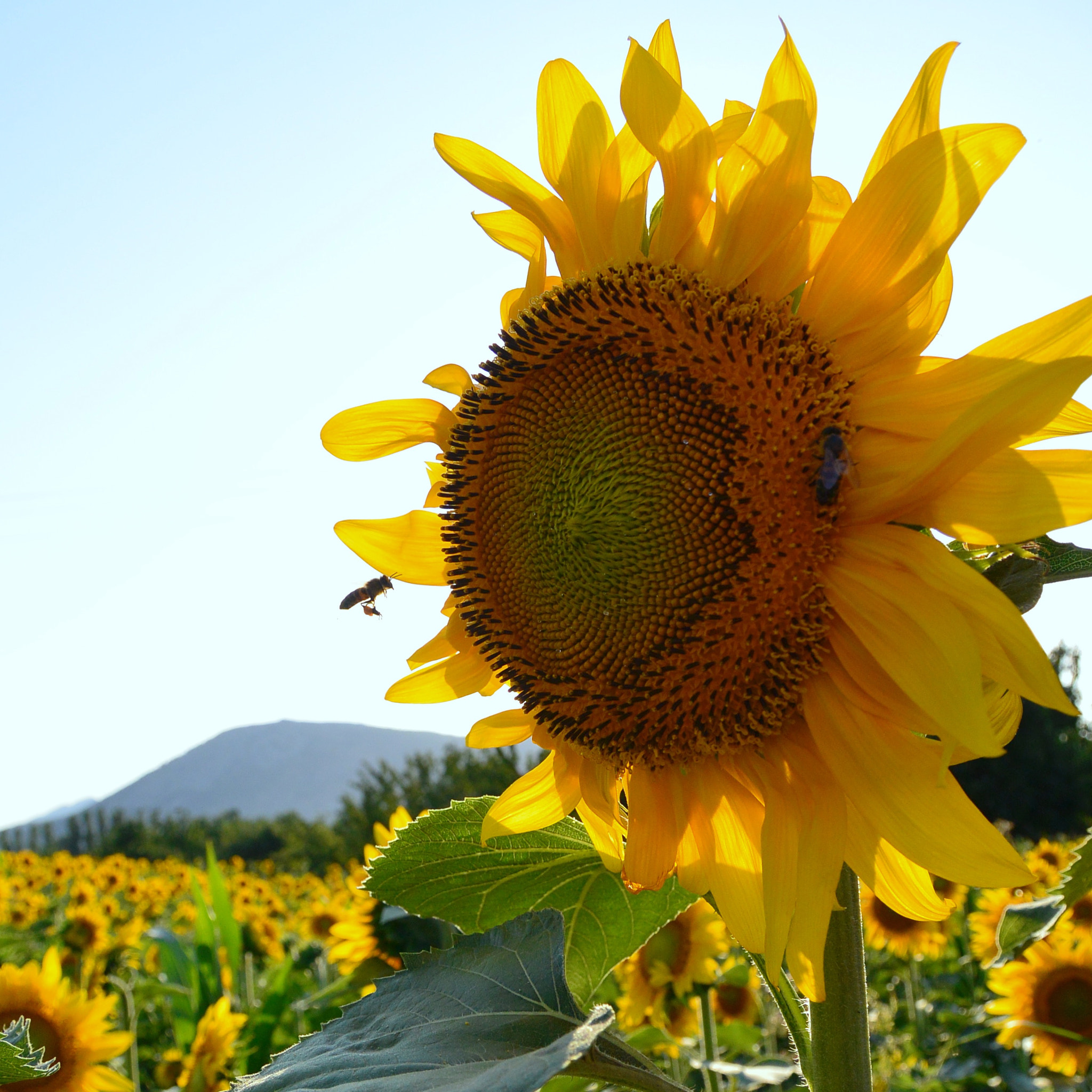 Nikon 1 J3 sample photo. Sunshine photography