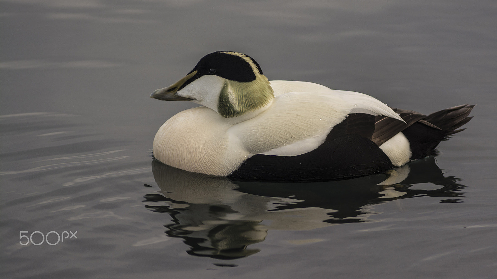 AF Zoom-Nikkor 80-200mm f/2.8 ED sample photo. Somateria mollissima - anatra marina photography