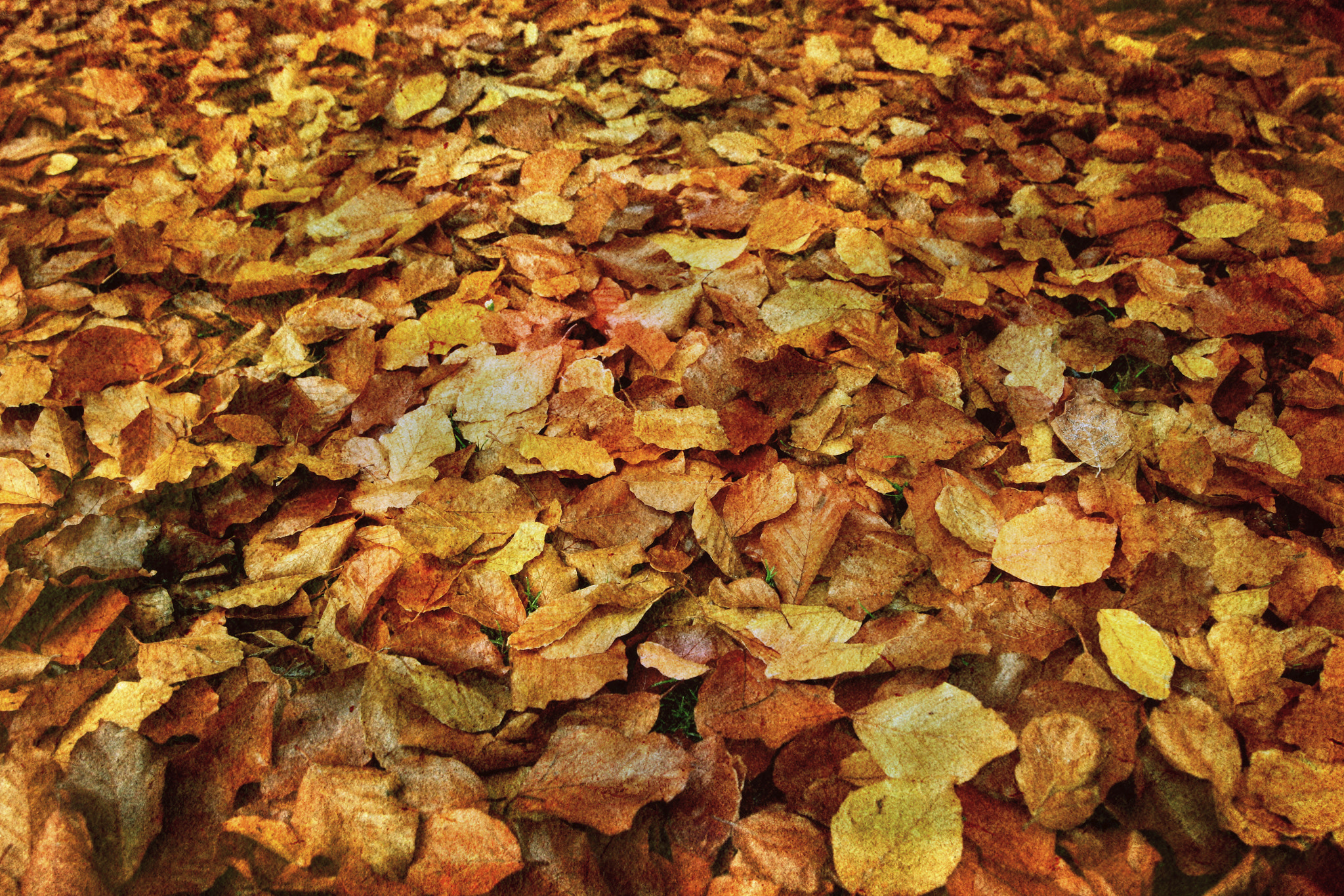 Canon 16-28mm sample photo. Autumn carpet photography