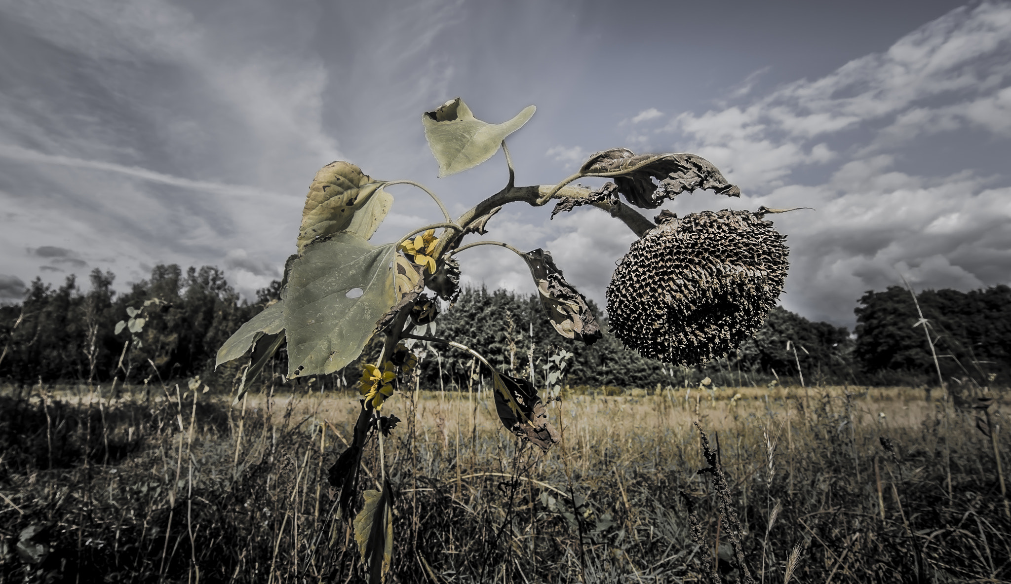 Sony Alpha DSLR-A580 + 20mm F2.8 sample photo. Death sunflower  photography