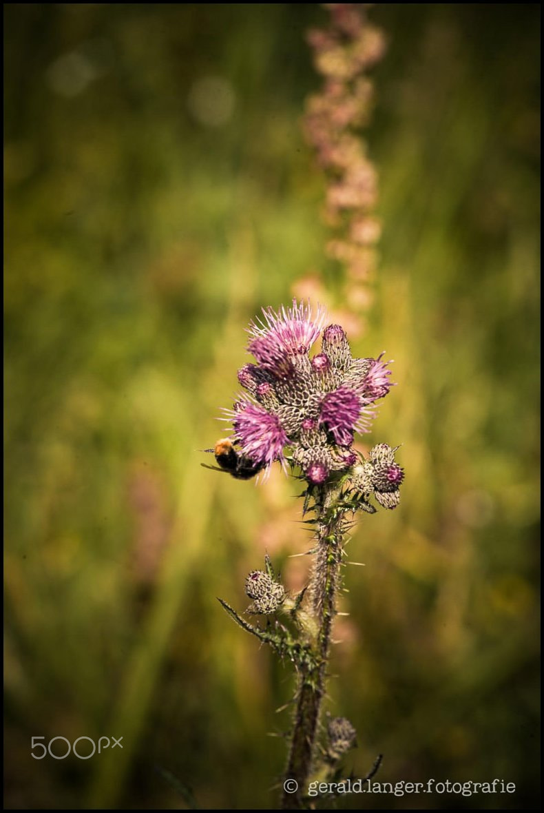Canon EOS-1Ds Mark II sample photo. Rhoen | schwarzes moor photography