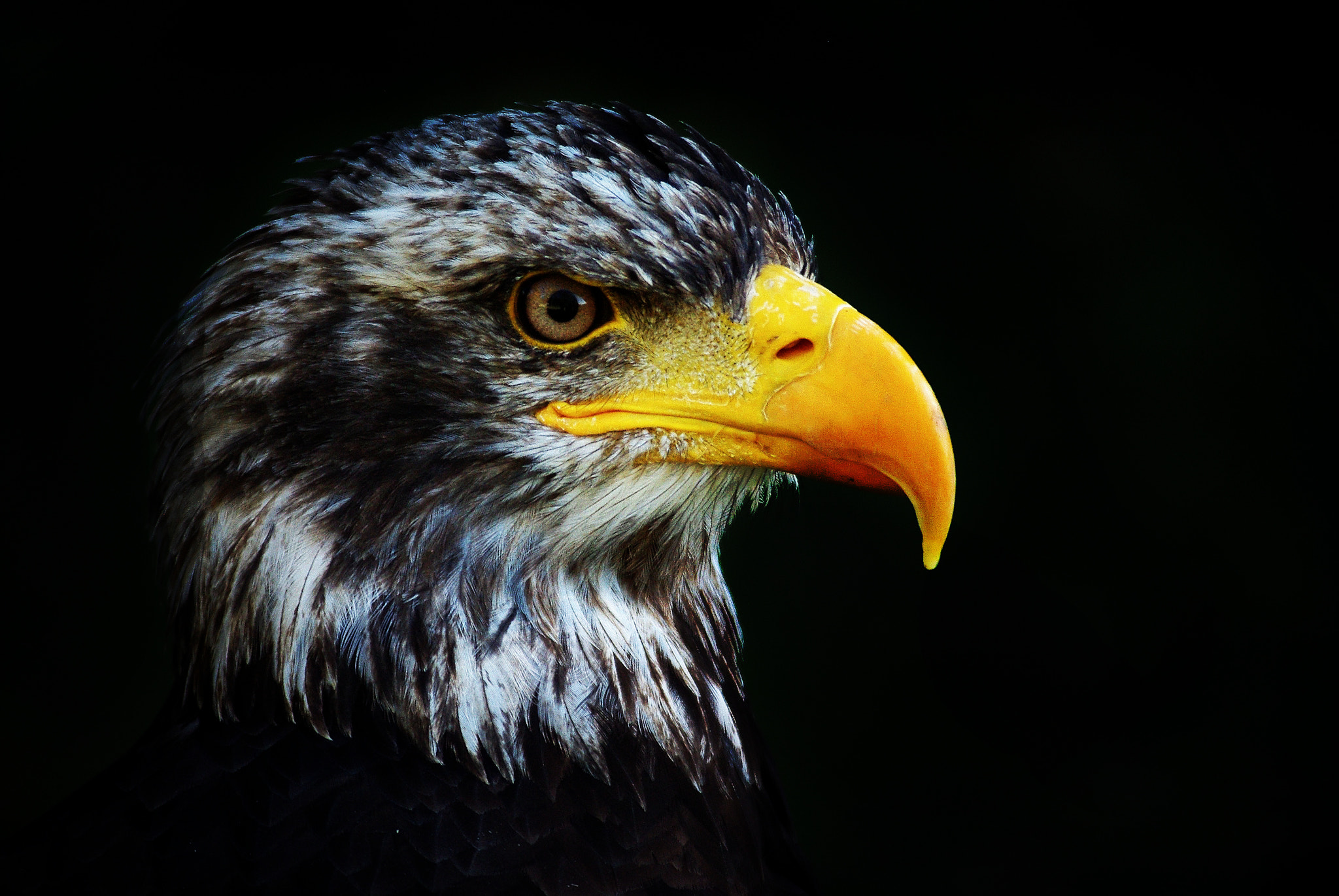 Pentax K-m (K2000) sample photo. Weisskopfseeadler photography