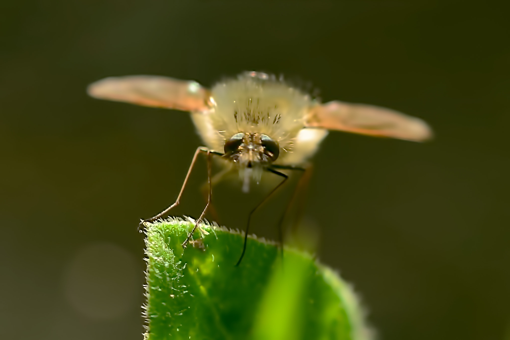 Sigma 150mm F2.8 EX DG Macro HSM sample photo
