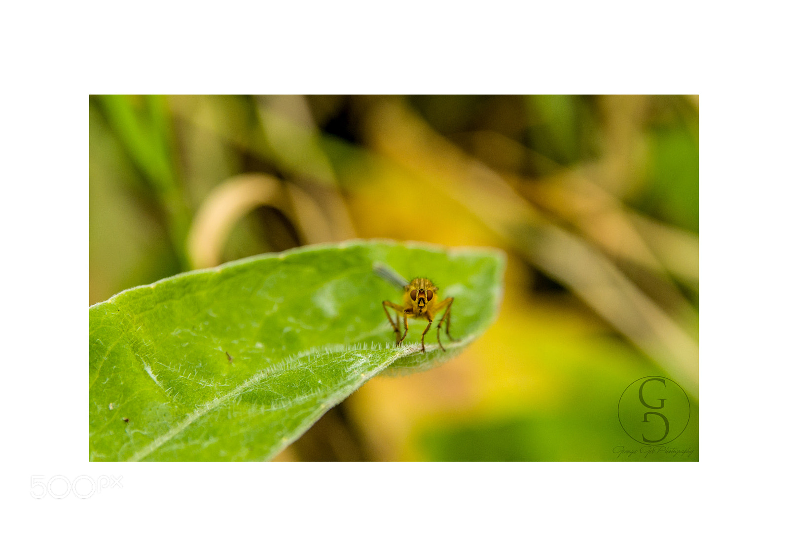 Sigma 17-70mm F2.8-4 DC Macro OS HSM sample photo