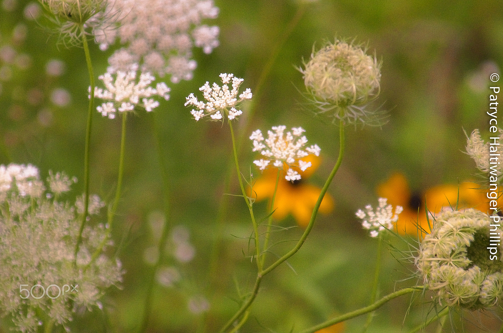 Pentax K-5 II sample photo. The queen's glory photography