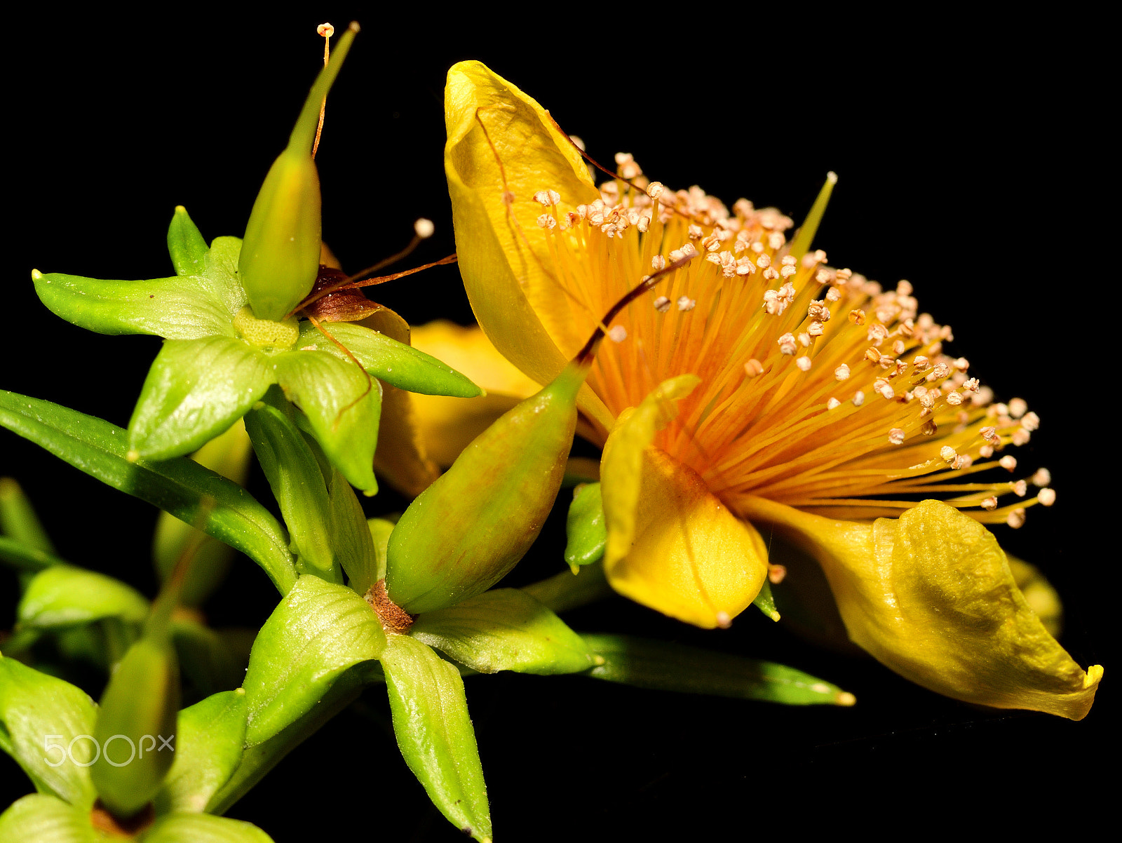 Sigma 105mm F2.8 EX DG Macro sample photo. Autumn flower photography