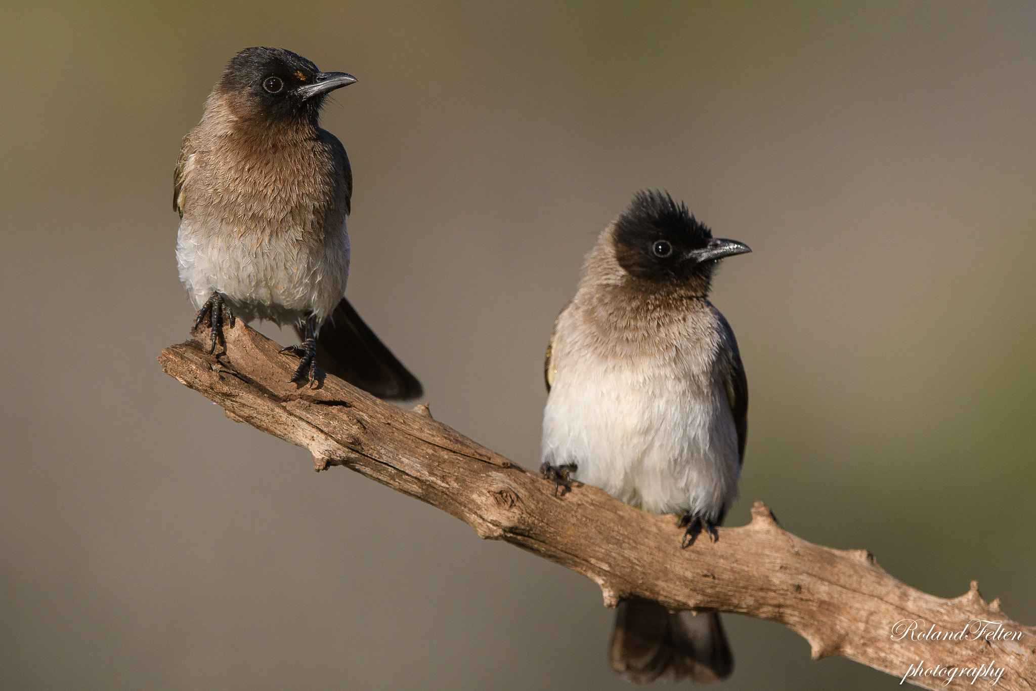 Nikon AF-S Nikkor 200-400mm F4G ED-IF VR sample photo. Dark-capped bulbuls photography