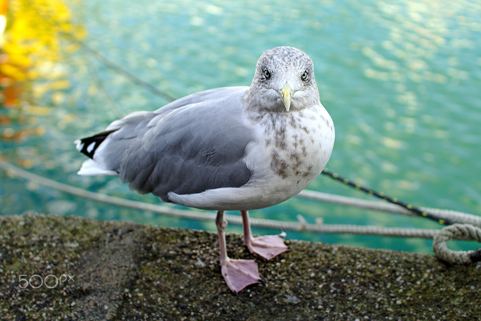 Sigma 30mm F1.4 EX DC HSM sample photo. A local celebrity. photography
