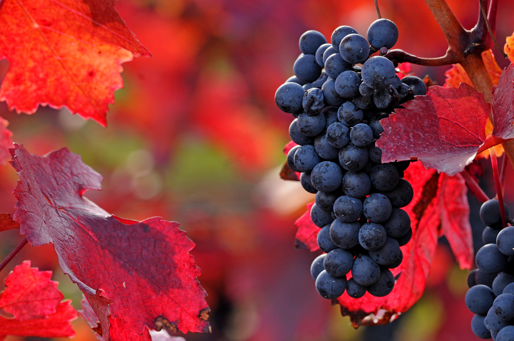Sigma APO Macro 180mm F3.5 EX DG HSM sample photo. Red grapes photography