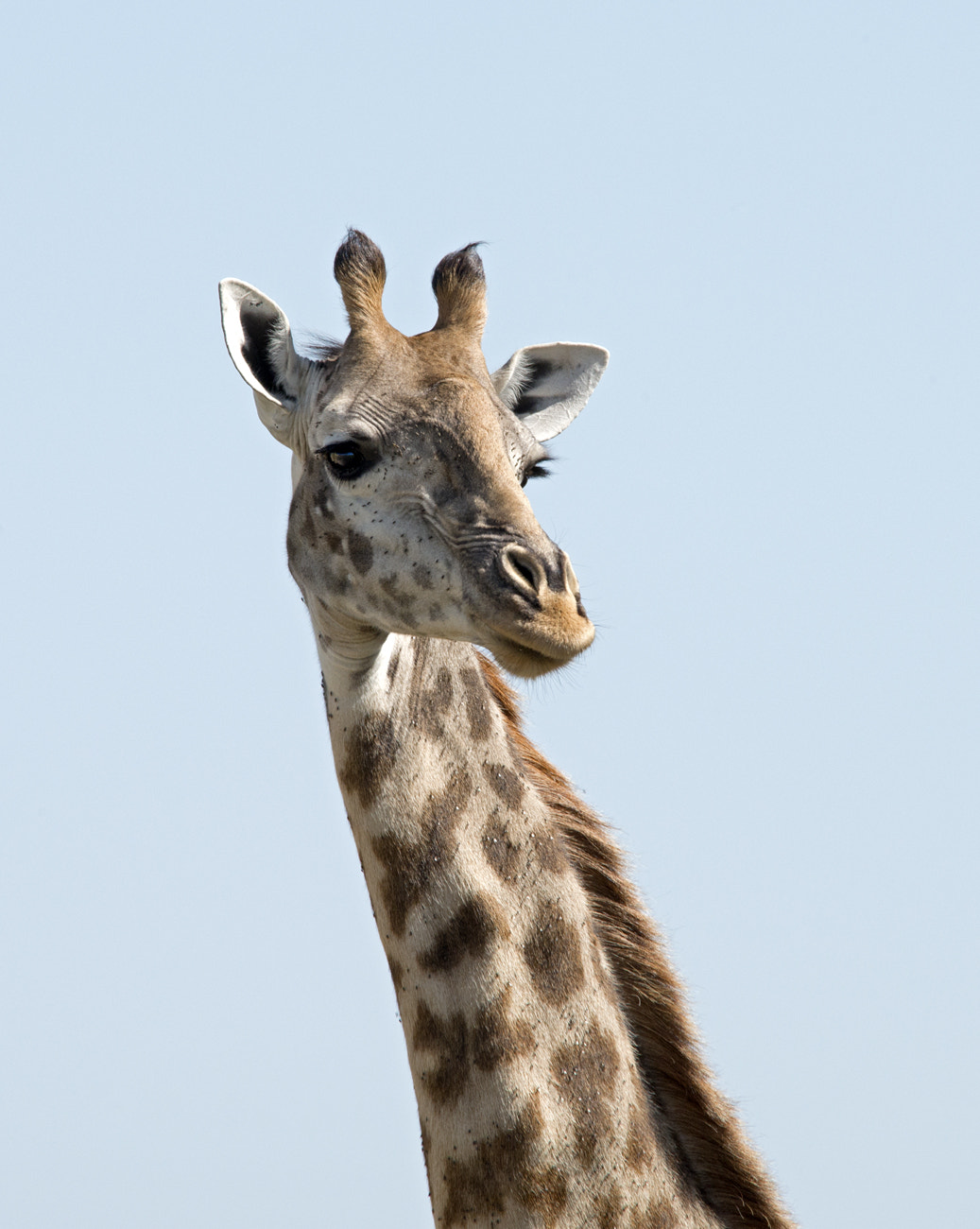 Sigma 150-500mm F5-6.3 DG OS HSM sample photo. Giraffe photography
