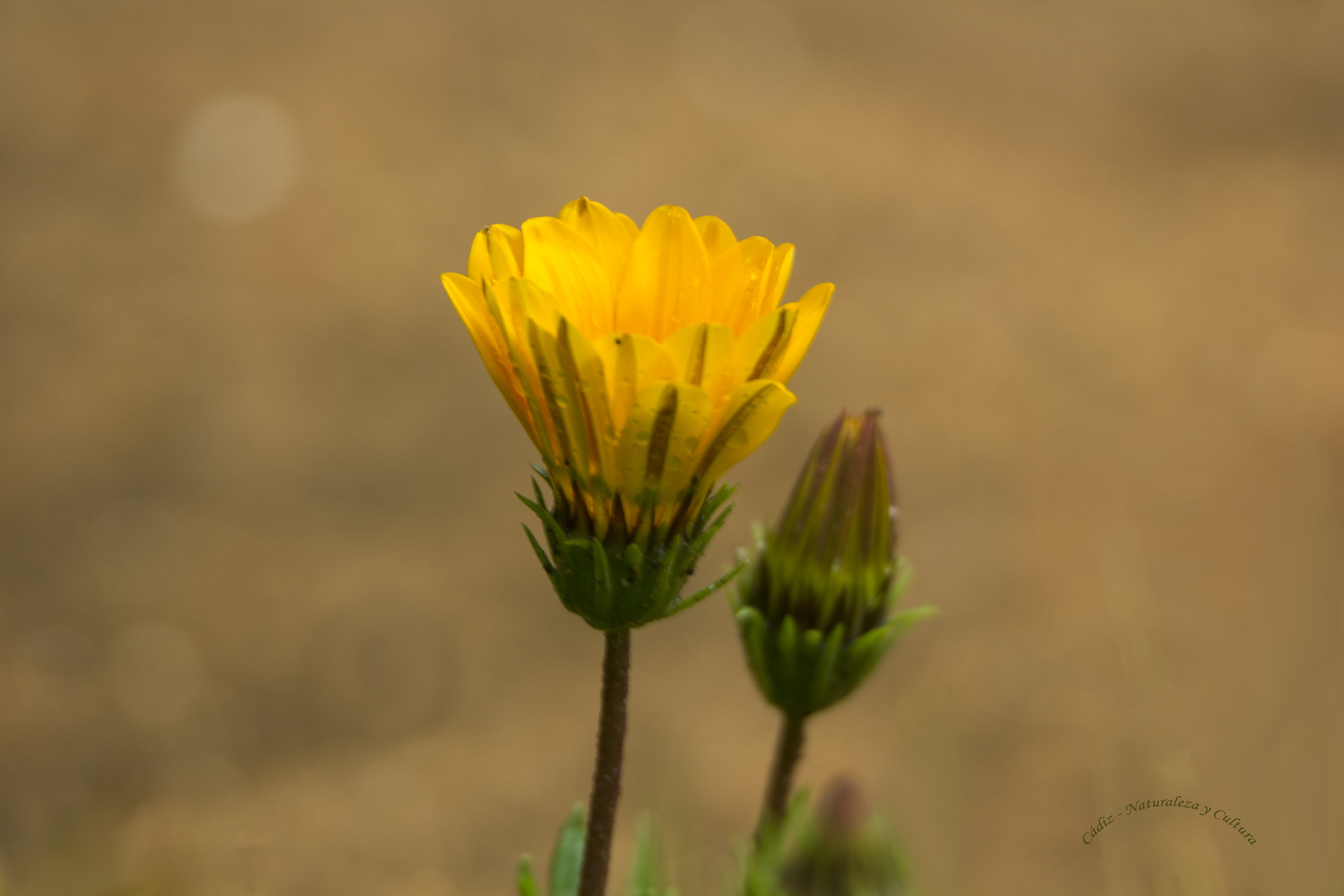 Tamron SP 150-600mm F5-6.3 Di VC USD sample photo. Otoño ... photography