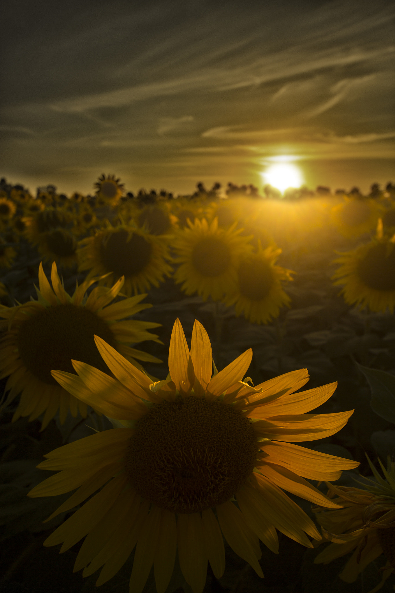 Canon EOS 60D + Sigma 8-16mm F4.5-5.6 DC HSM sample photo. Girasoli photography