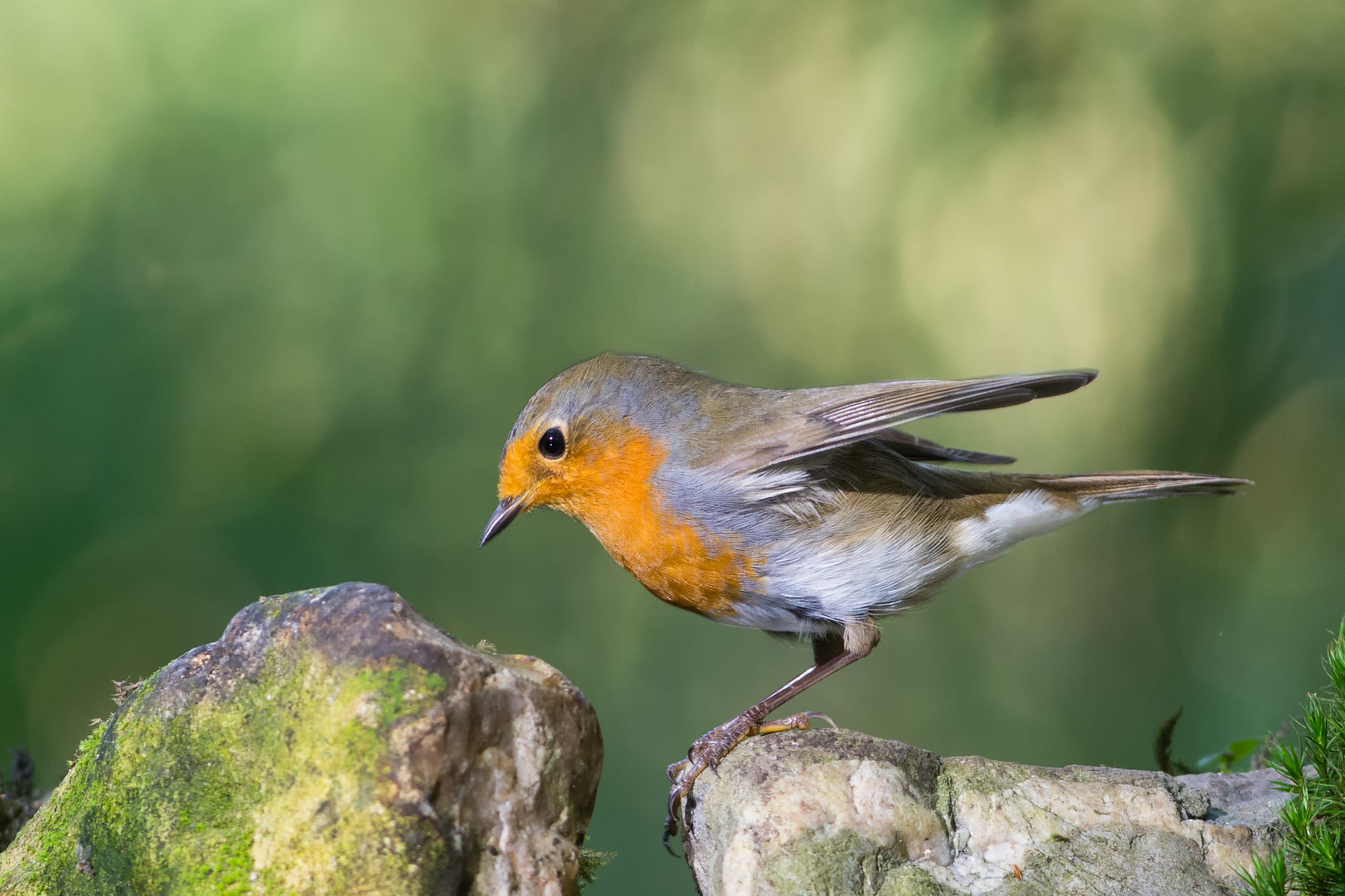 Nikon AF-S Nikkor 300mm F2.8G ED VR II sample photo. European robin photography