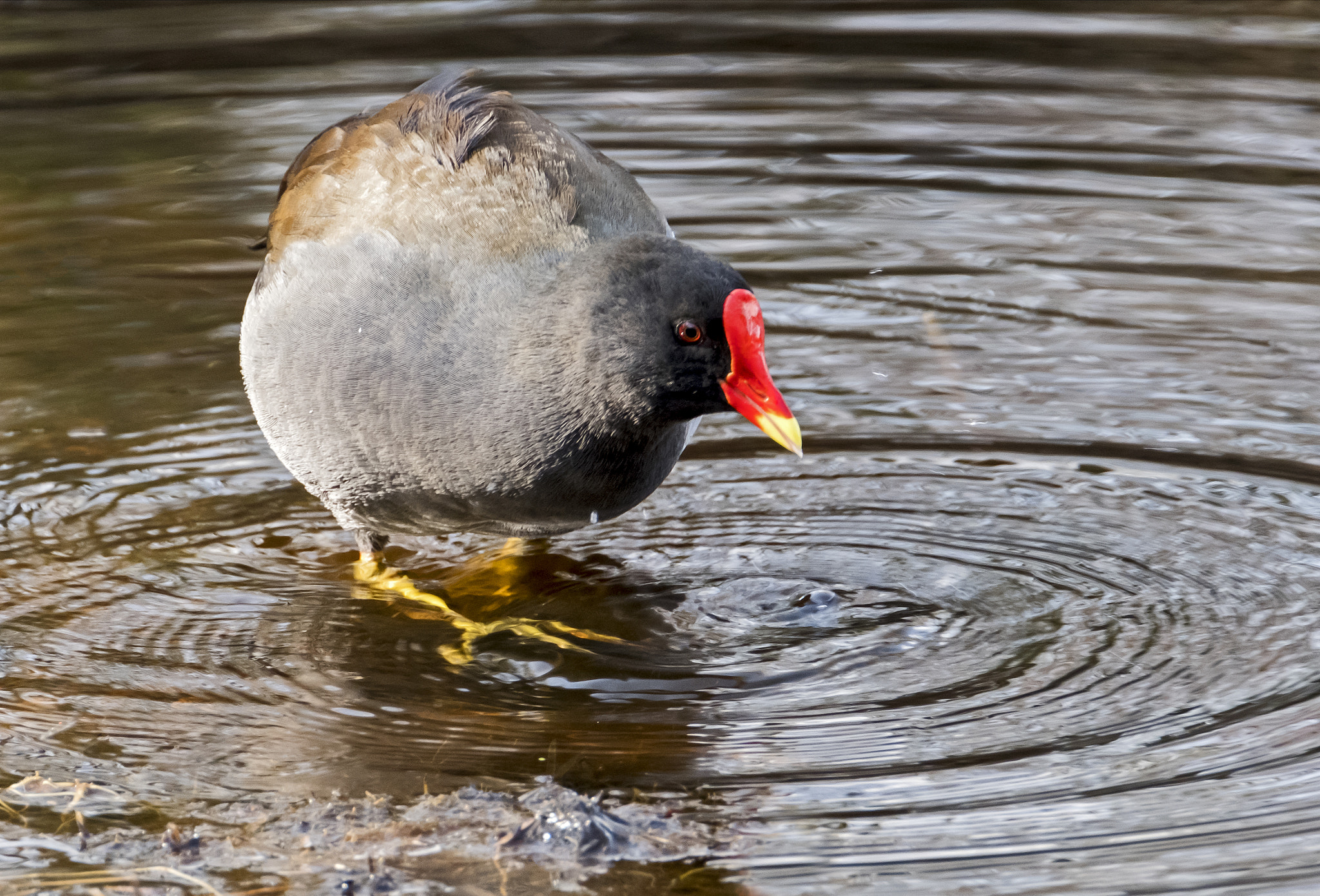 XF100-400mmF4.5-5.6 R LM OIS WR + 1.4x sample photo. Moorhen photography