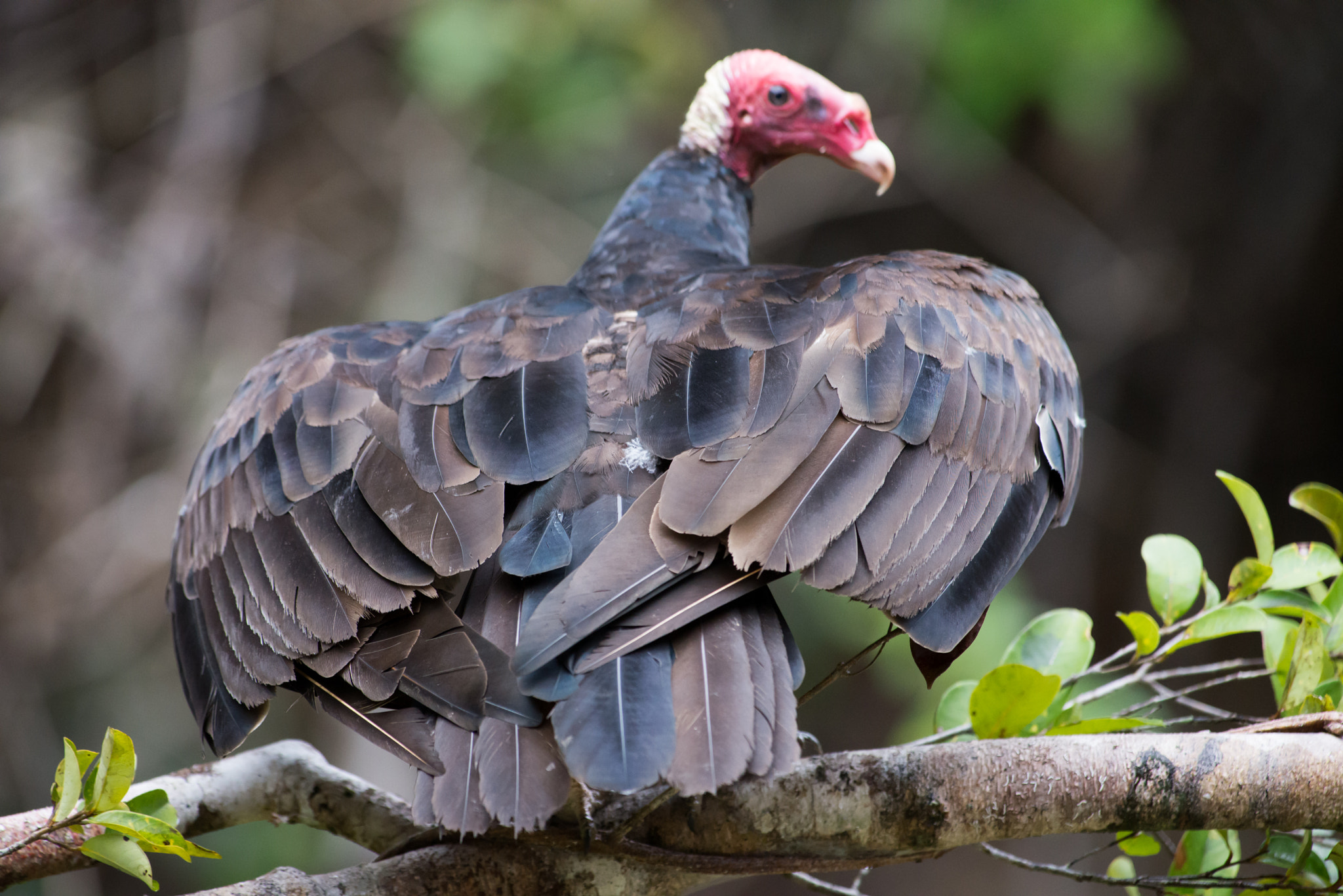 Nikon AF-S Nikkor 300mm F2.8G ED VR II sample photo. Turkey vulture photography