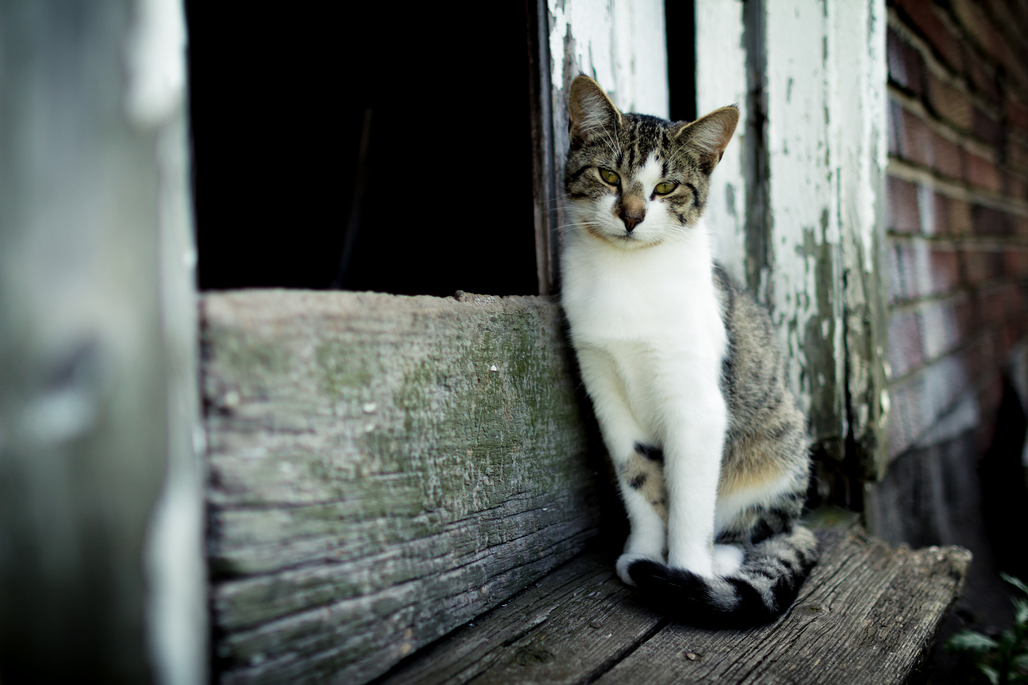 Canon EF 24mm F1.4L II USM sample photo. Fem cat photography