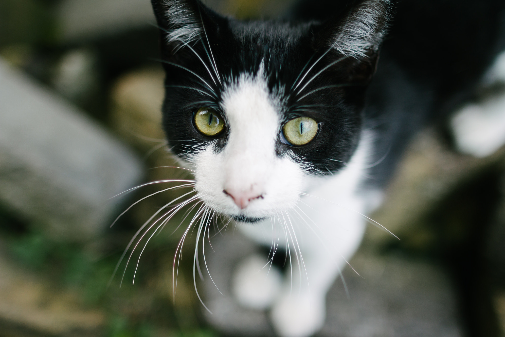 Canon EOS 60D sample photo. Tux cat photography