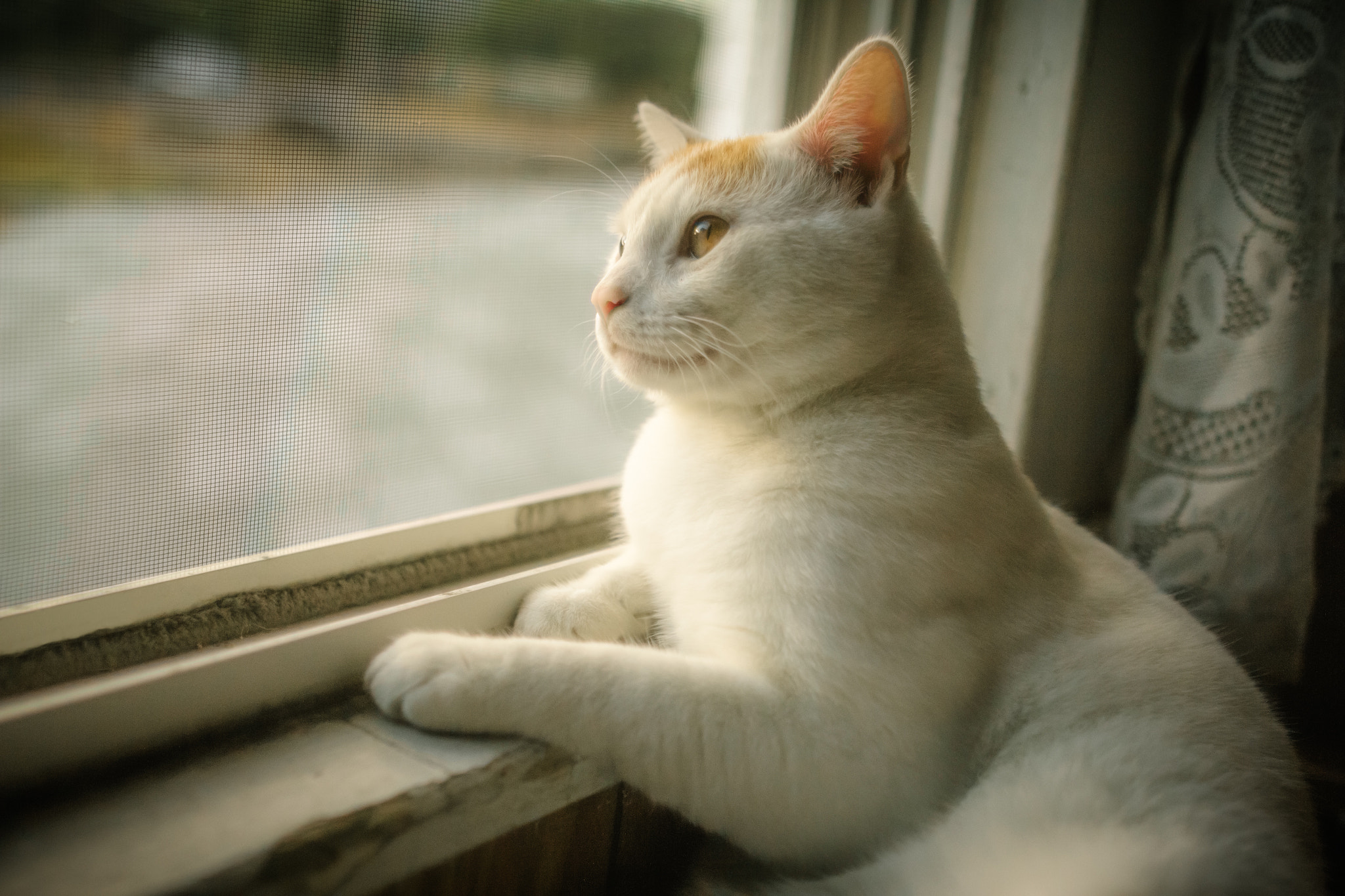 Canon EOS 60D + Canon EF 24mm F1.4L II USM sample photo. Edit muddy in window photography