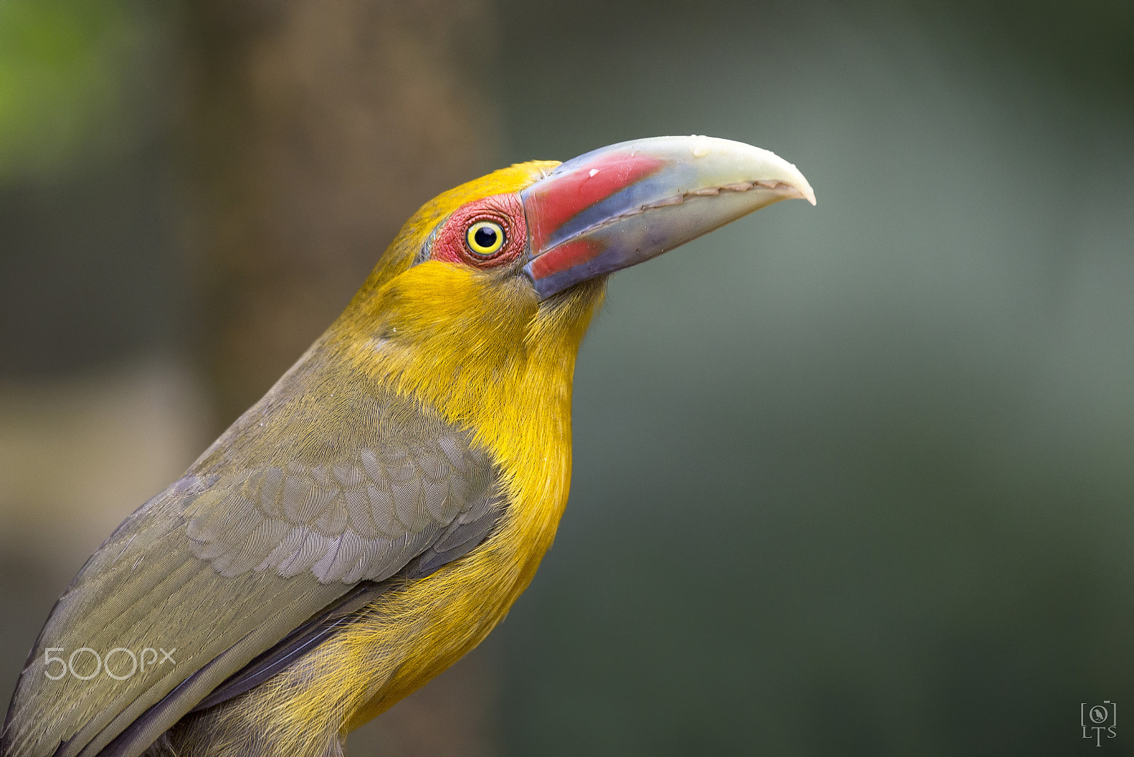 Sigma 150-600mm F5-6.3 DG OS HSM | C sample photo. Saffron toucanet photography