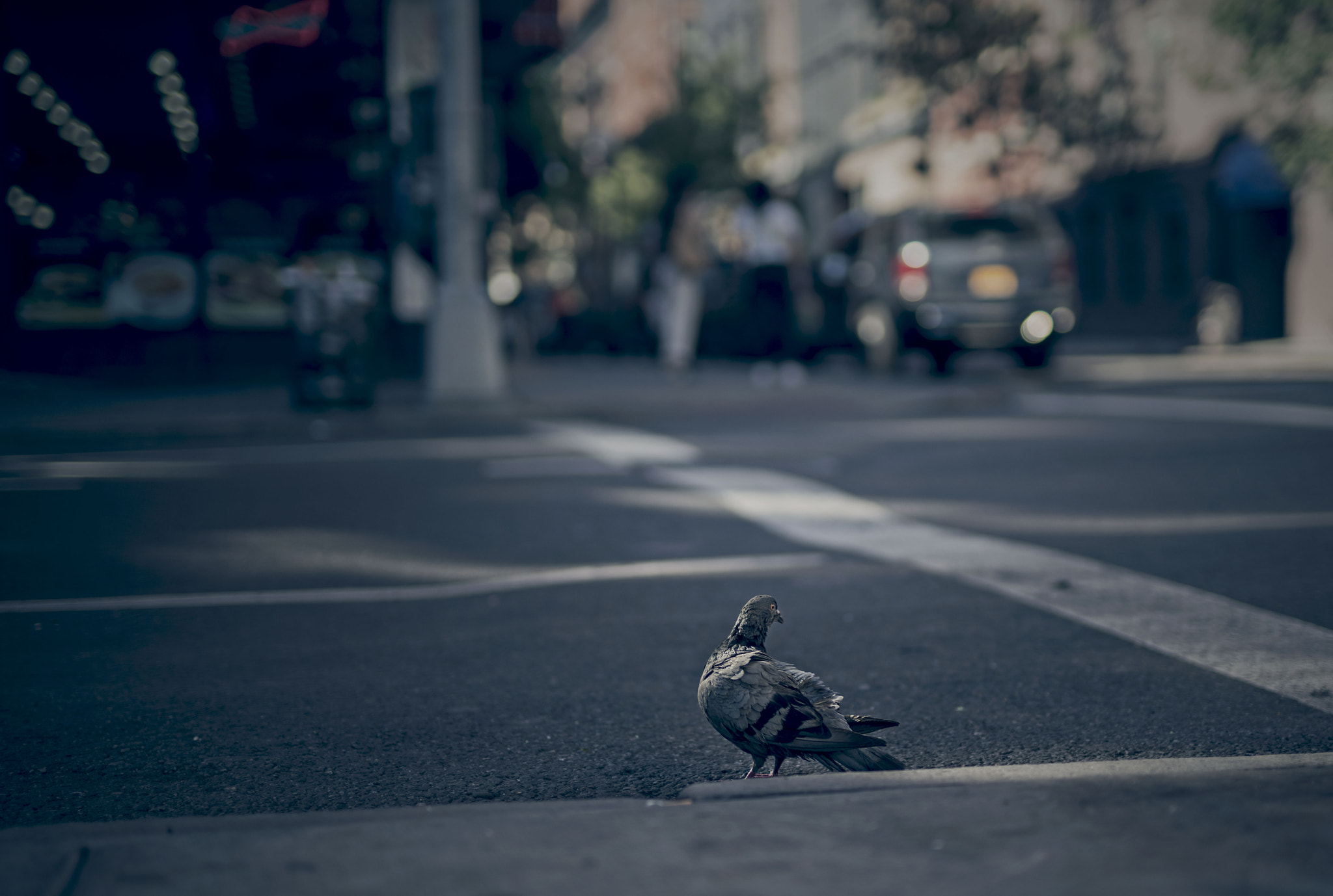 Sony a7R II + Canon 50mm F1.4 DG HSM | Art 014 sample photo. ✪ bird ✪ photography