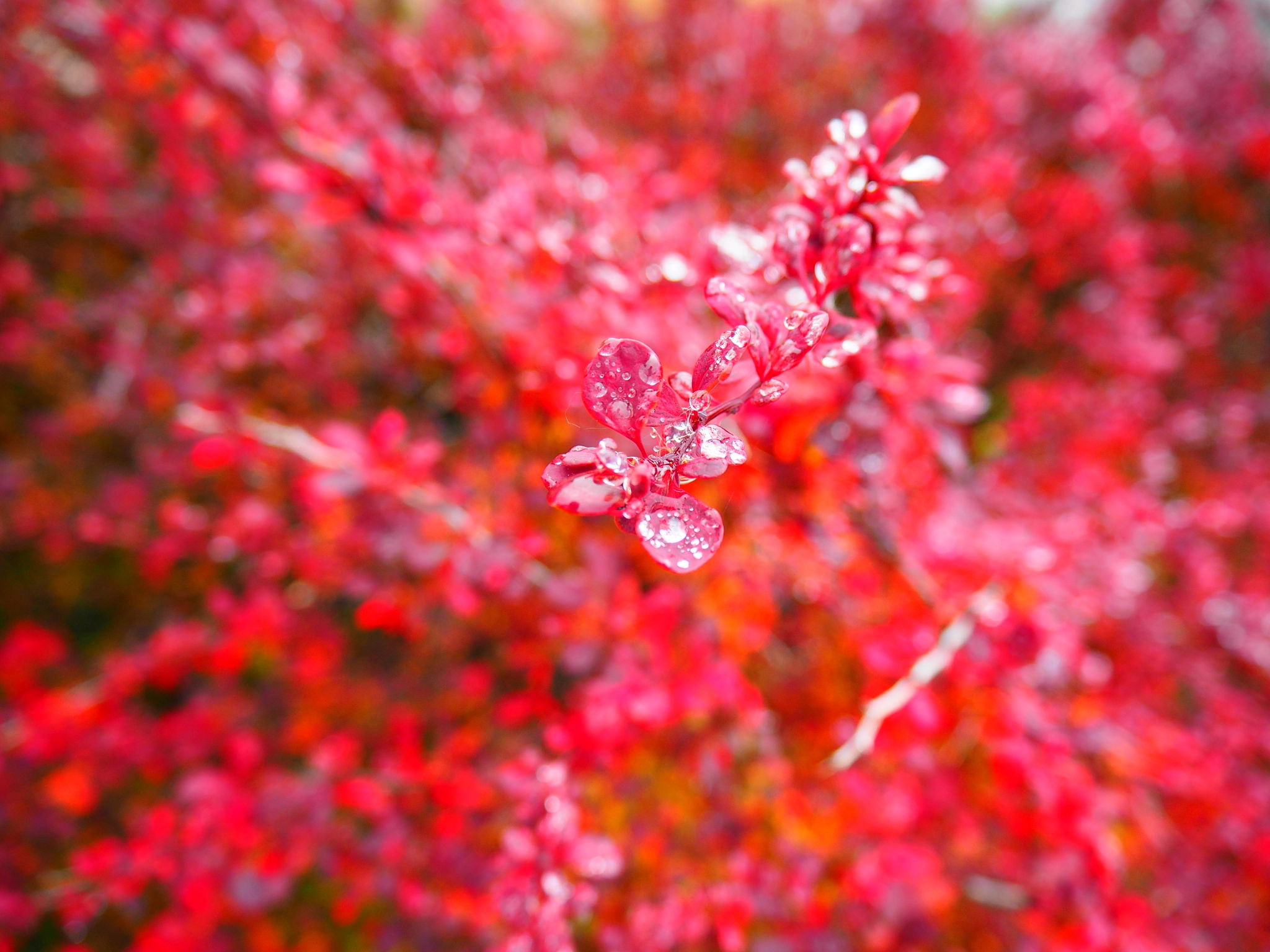 Olympus Air A01 sample photo. Soaked photography