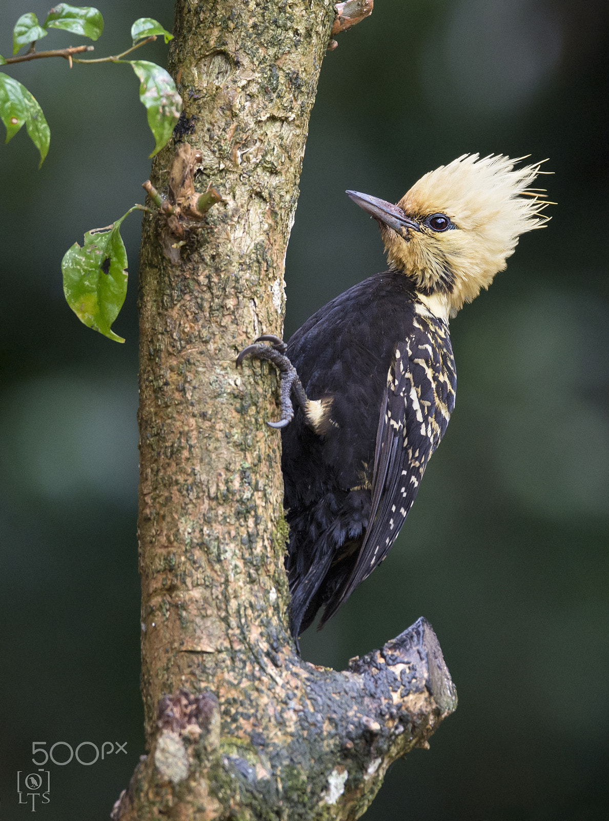 Sigma 150-600mm F5-6.3 DG OS HSM | C sample photo. Blond-crested woodpecker photography