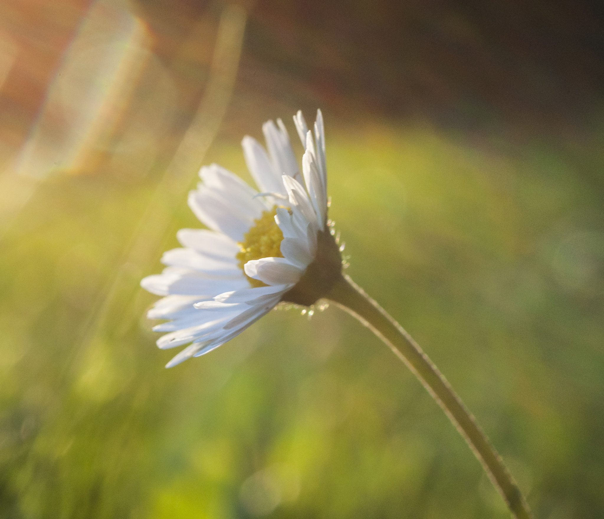 Nikon AF-S Micro-Nikkor 60mm F2.8G ED sample photo. Daisy photography