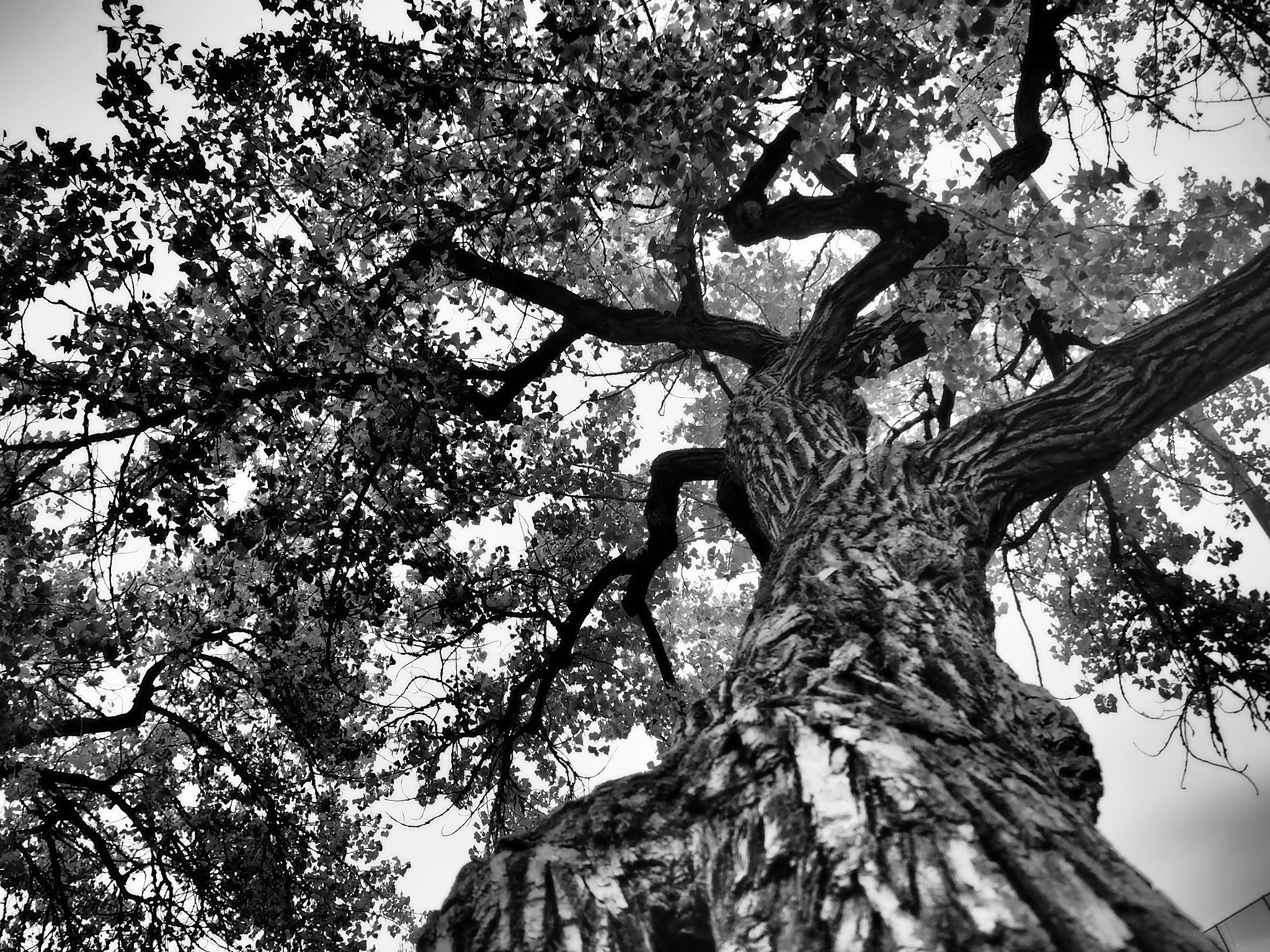 Olympus Air A01 sample photo. My favorite tree photography