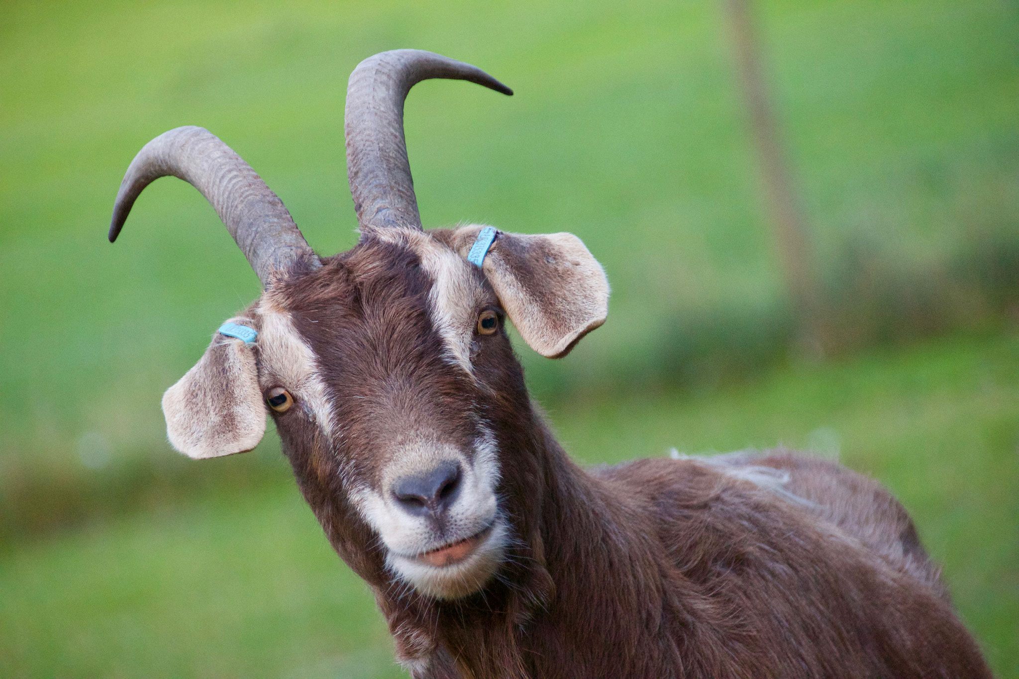 Canon EF 75-300mm F4.0-5.6 IS USM sample photo. Tim the toggenburg goat photography
