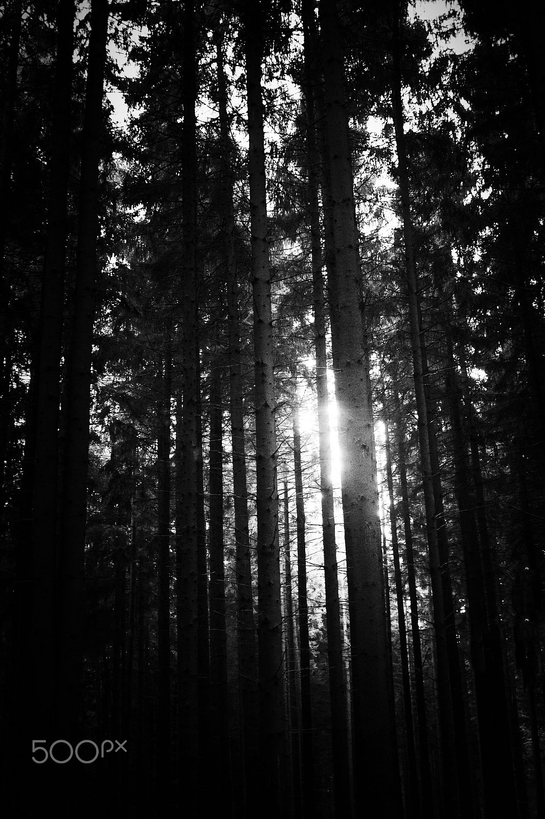 Canon EF 28-80mm f/3.5-5.6 sample photo. Wald photography