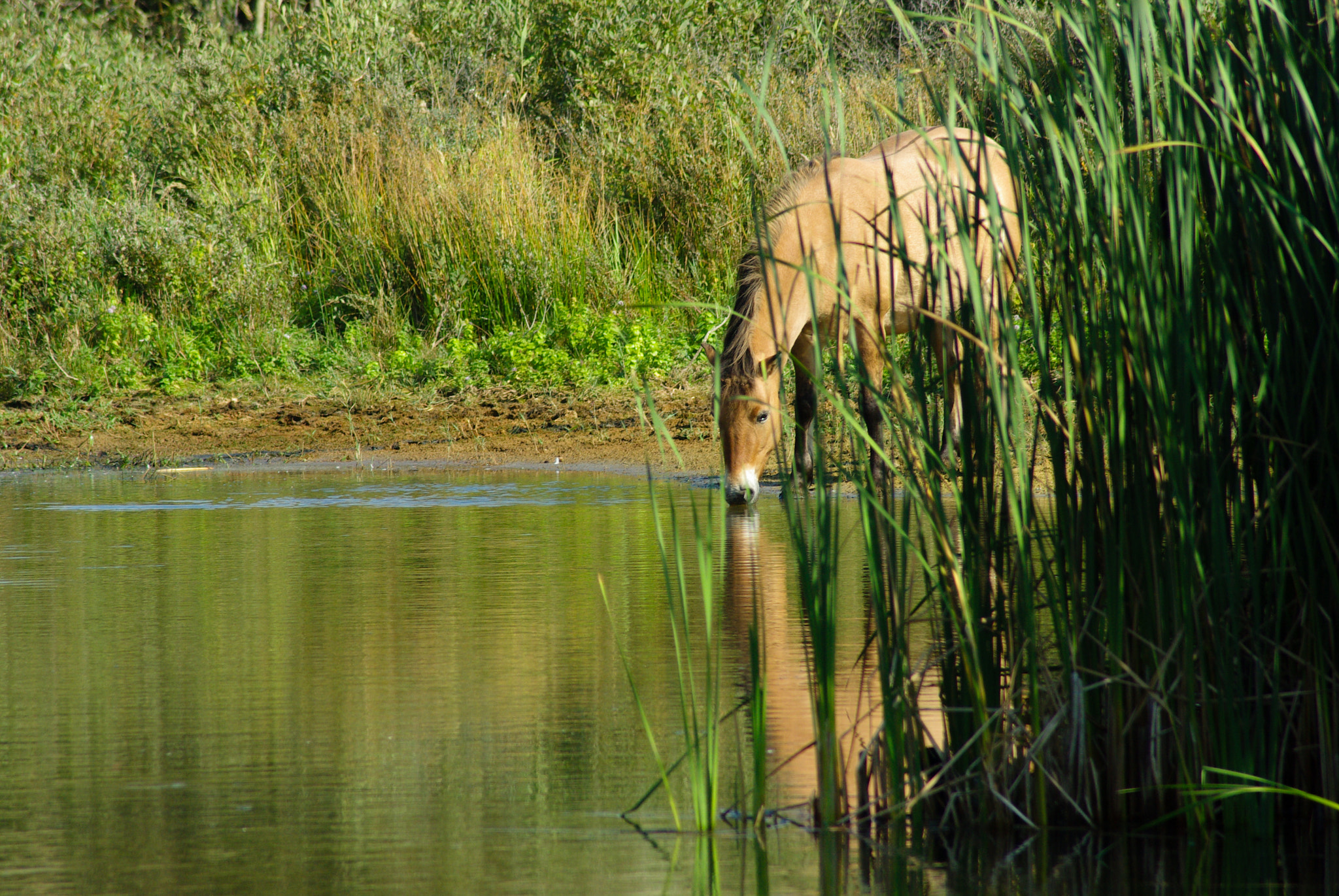 Pentax K10D sample photo. Konik horse drinking at a water hole photography