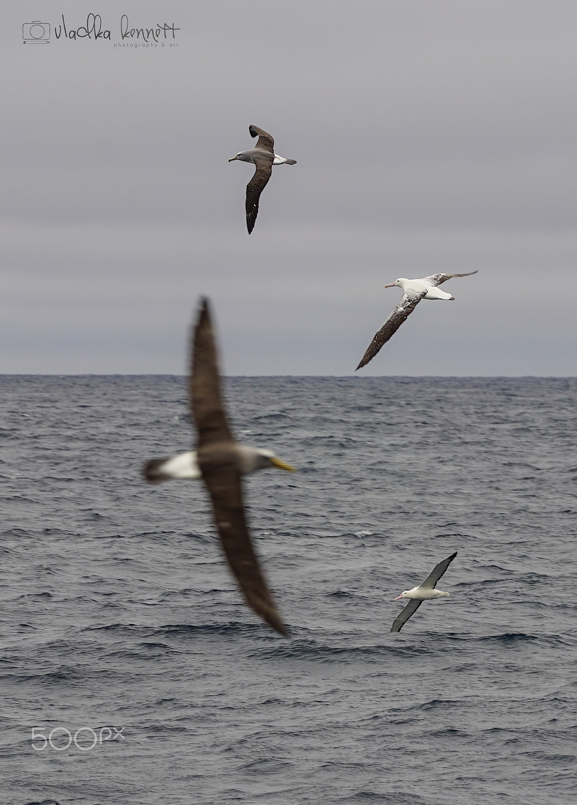 Sony FE 70-200mm F4 G OSS sample photo. Stewart island discovery cruise photography