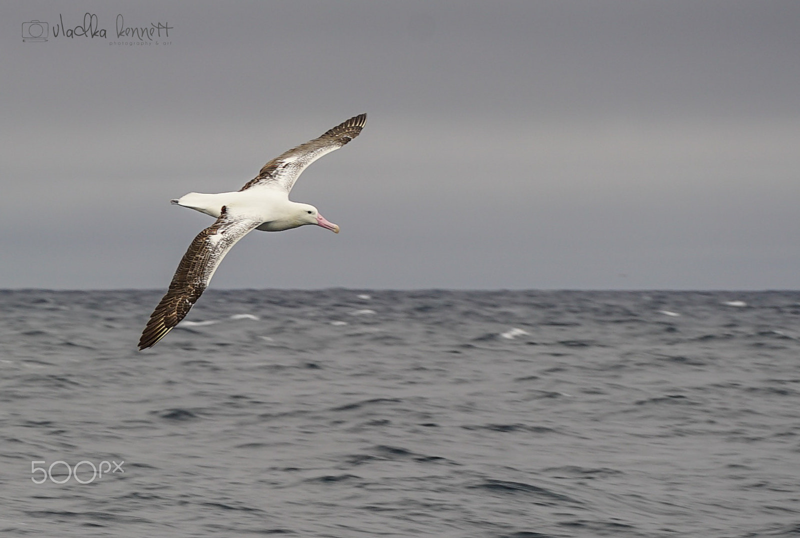 Sony a7S + Sony FE 70-200mm F4 G OSS sample photo. Stewart island discovery cruise photography