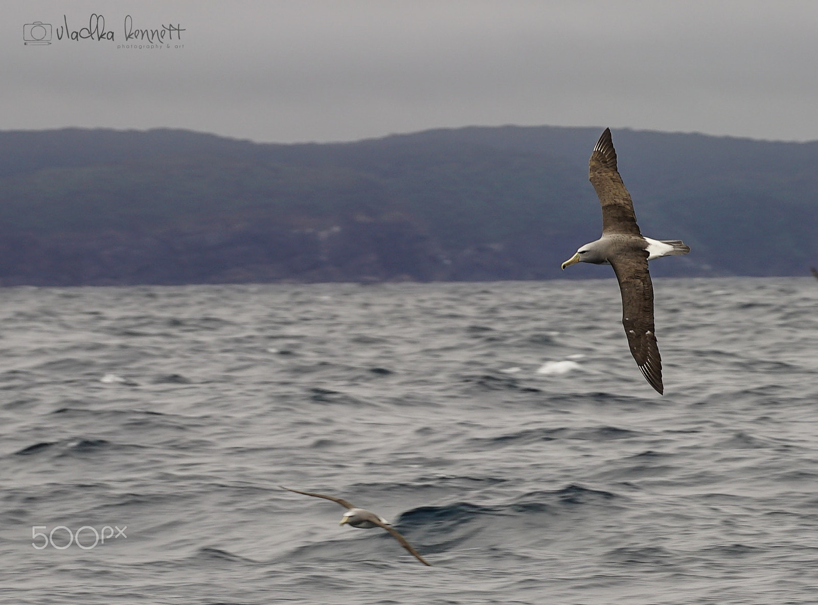 Sony a7S + Sony FE 70-200mm F4 G OSS sample photo. Stewart island discovery cruise photography