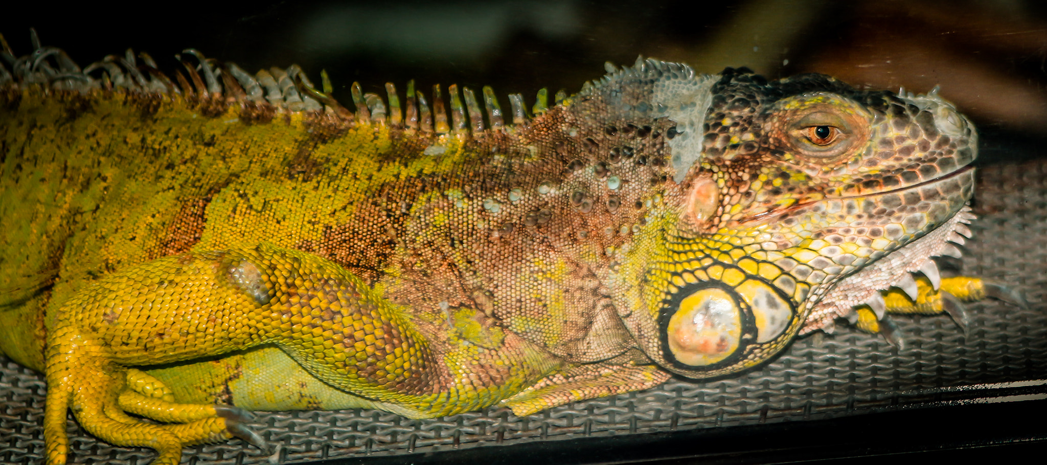 Canon EF 75-300mm f/4-5.6 USM sample photo. Iguana photography