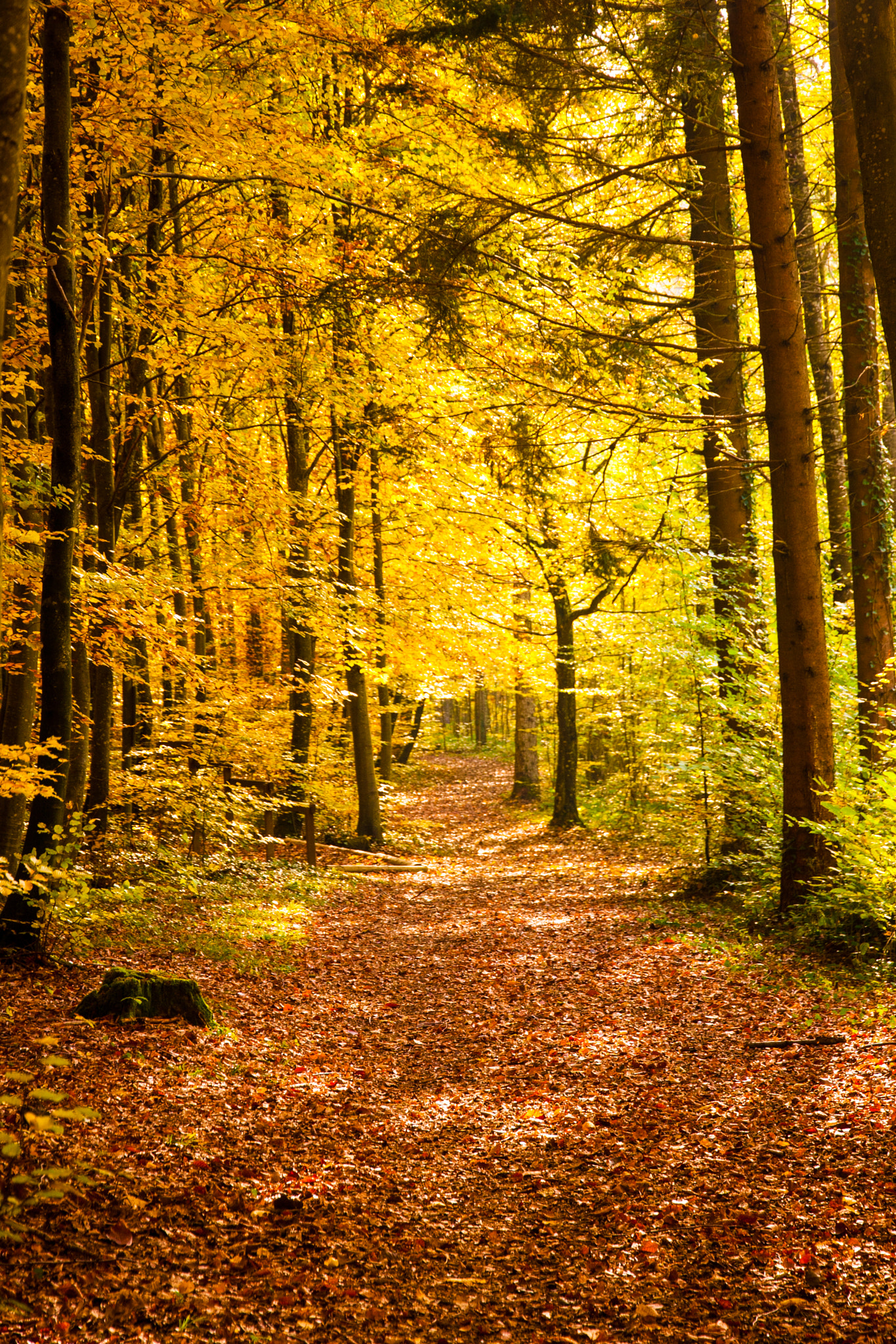 Canon EOS 40D sample photo. The path in the light photography