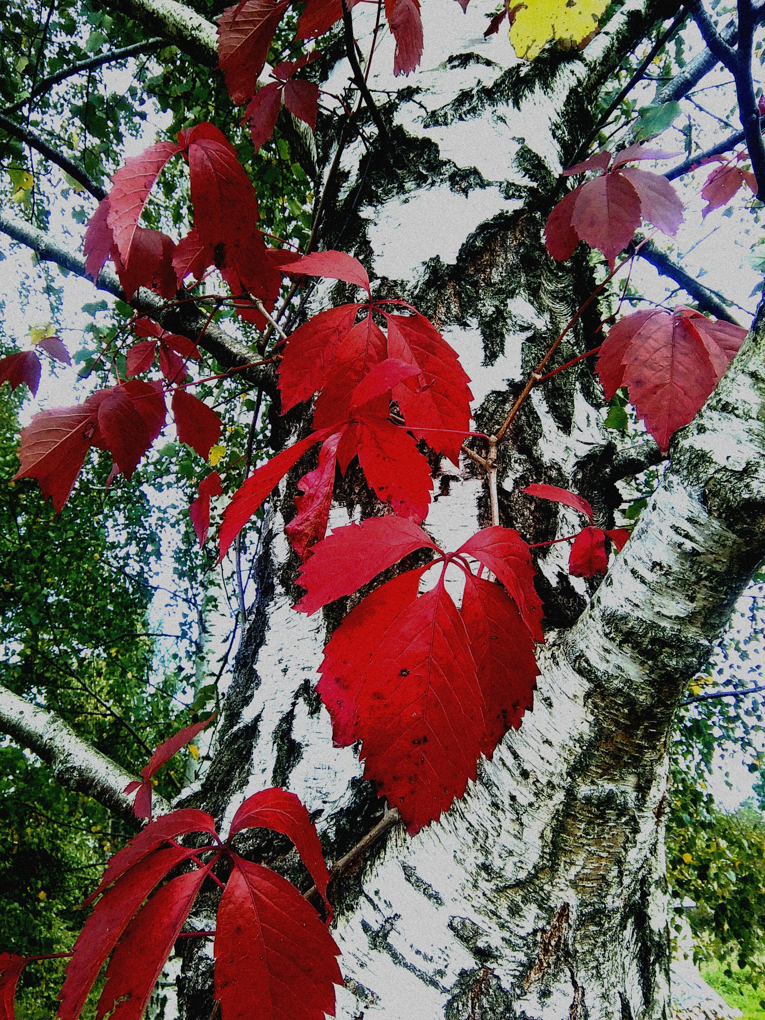 HTC DESIRE 620 sample photo. Red and white photography