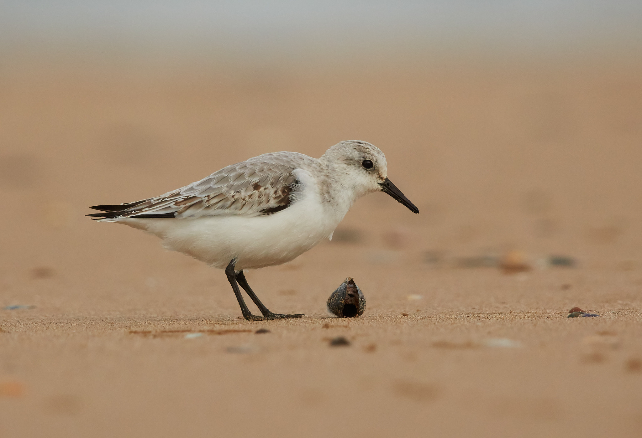 Canon EF 600mm F4L IS II USM sample photo. Sanderling and mussell photography