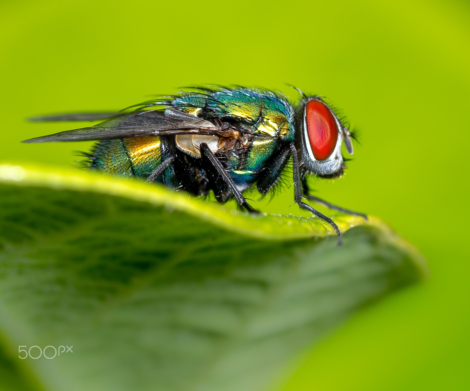 Tamron 18-270mm F3.5-6.3 Di II PZD sample photo. Overwatch photography