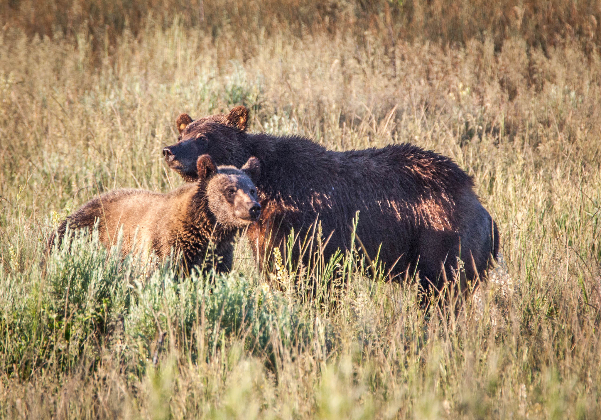 Tamron SP 150-600mm F5-6.3 Di VC USD sample photo. Mama bear photography