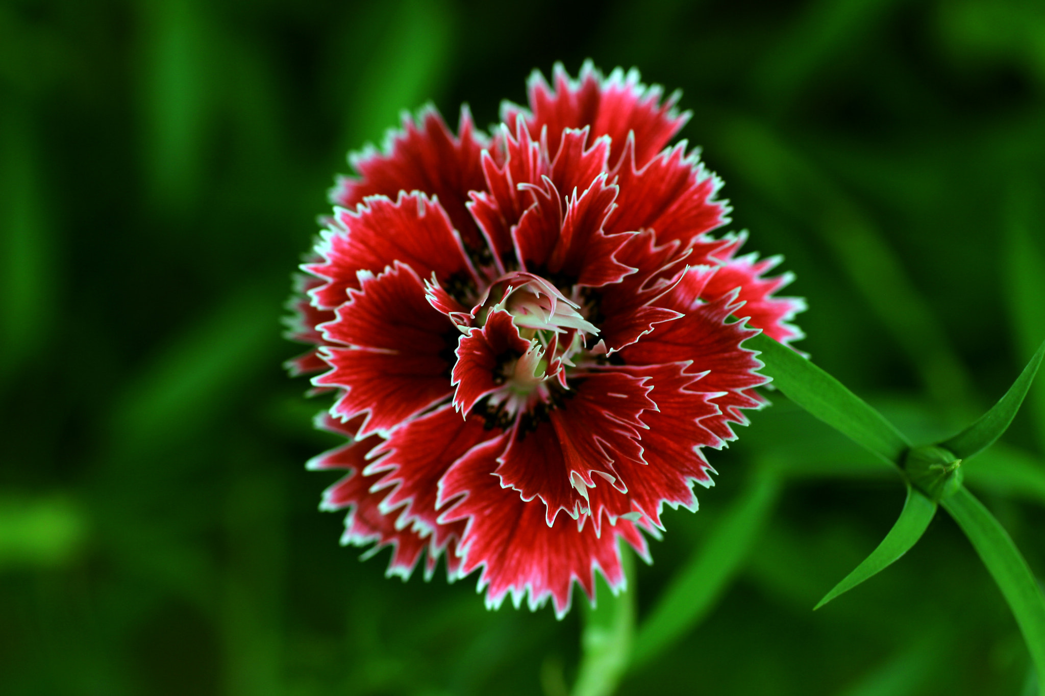 Canon EF 50mm F2.5 Macro sample photo. Illusion.. photography
