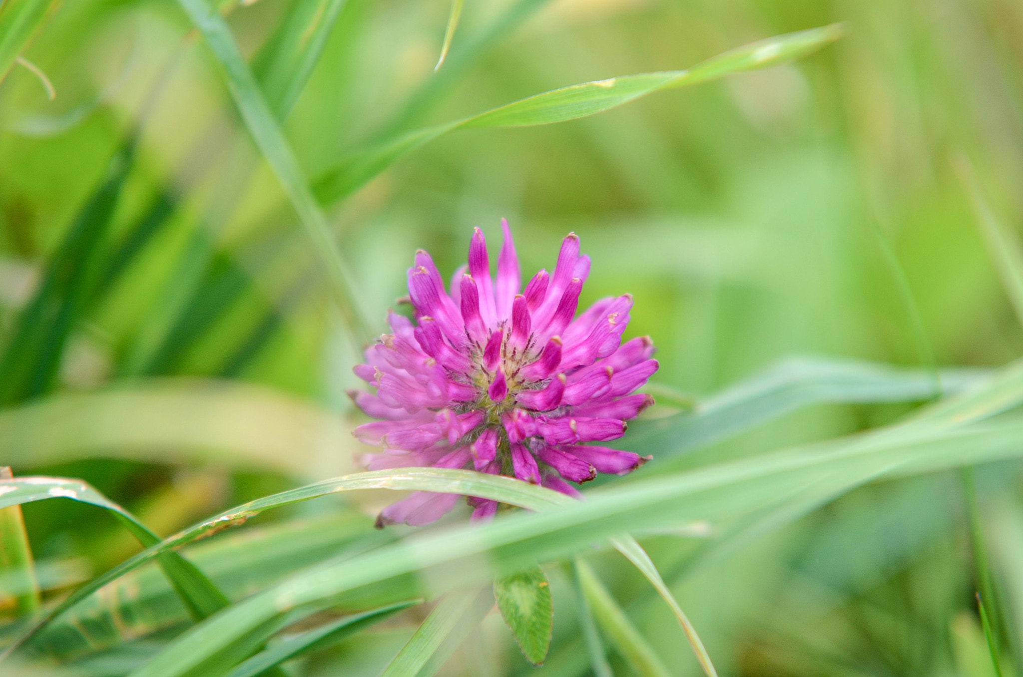 Sigma 70-200mm F2.8 EX DG Macro HSM II sample photo. Little flower photography