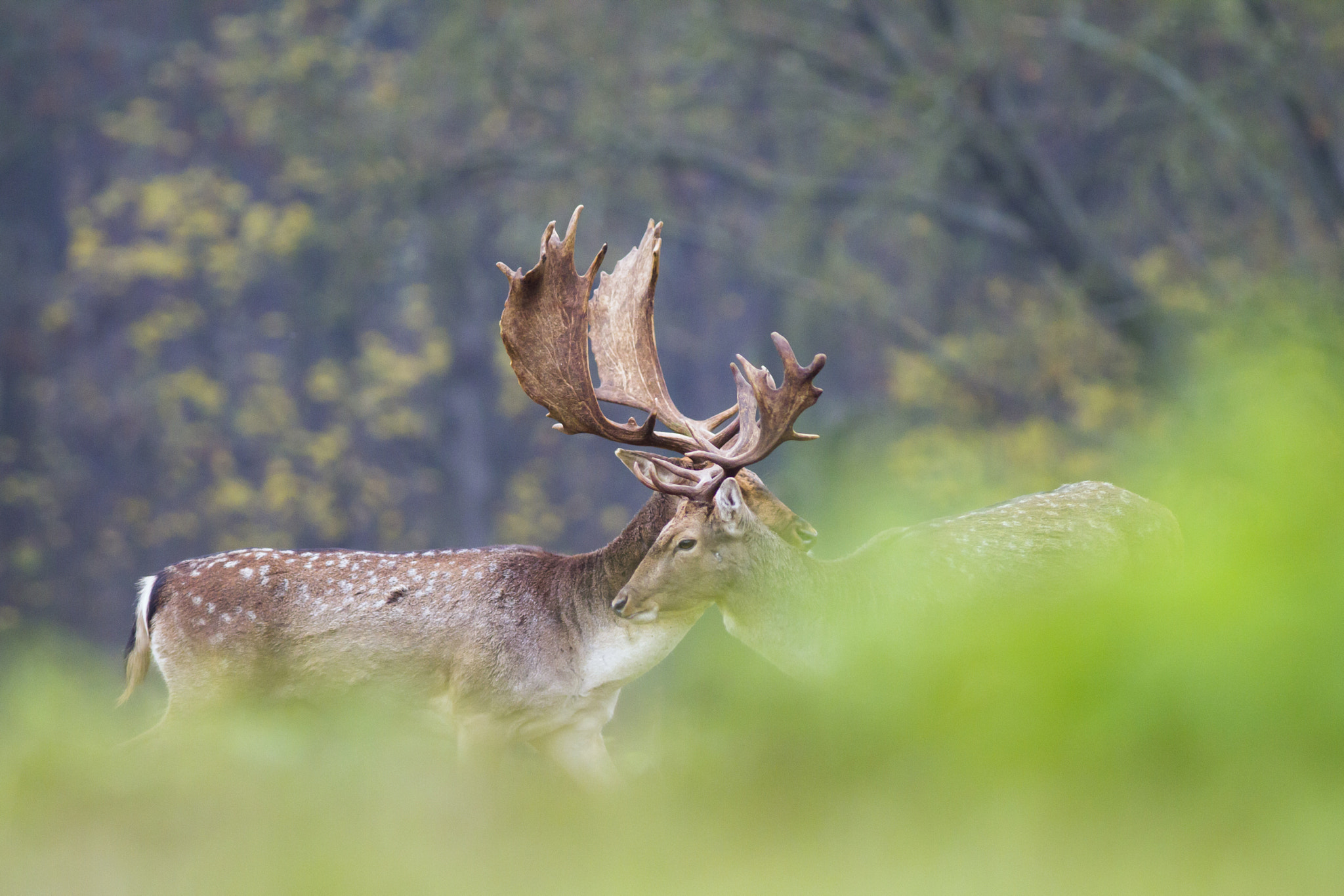 Canon EOS 7D + Canon EF 300mm f/4L sample photo. Good friends photography