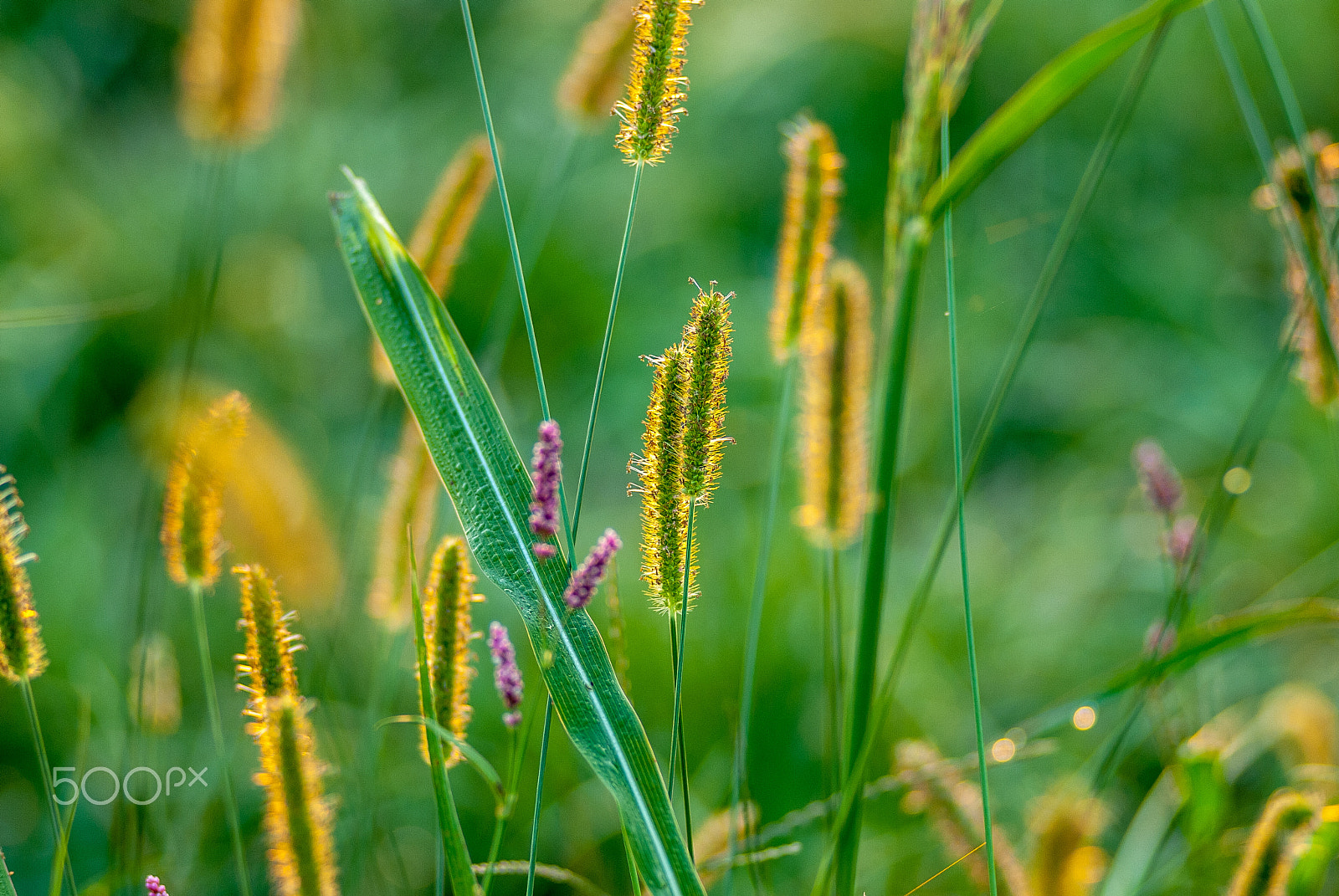 AF Zoom-Nikkor 80-200mm f/2.8 ED sample photo. Sunrise grass photography