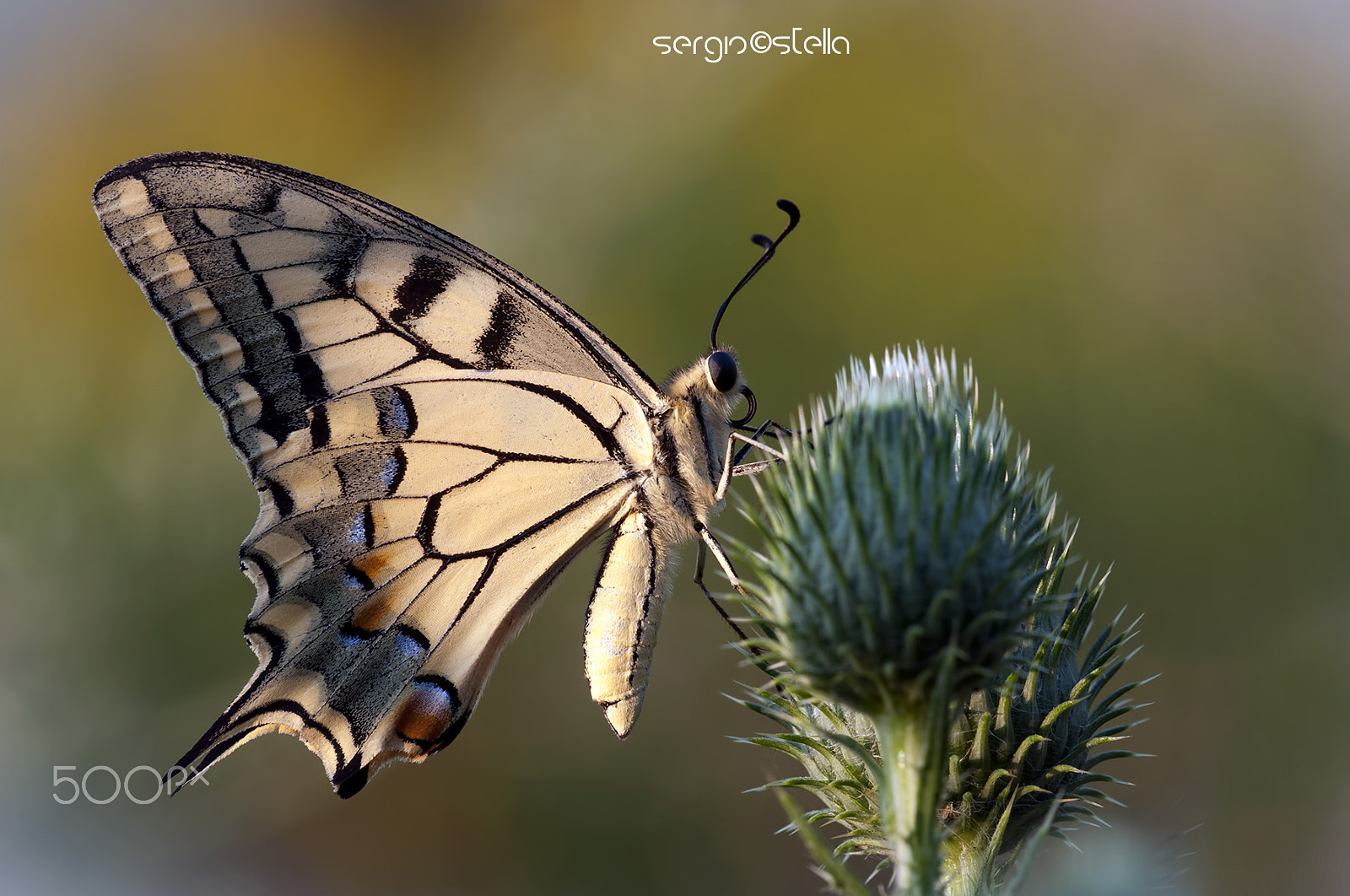 Sigma 150mm F2.8 EX DG Macro HSM sample photo. Papilio machaon photography