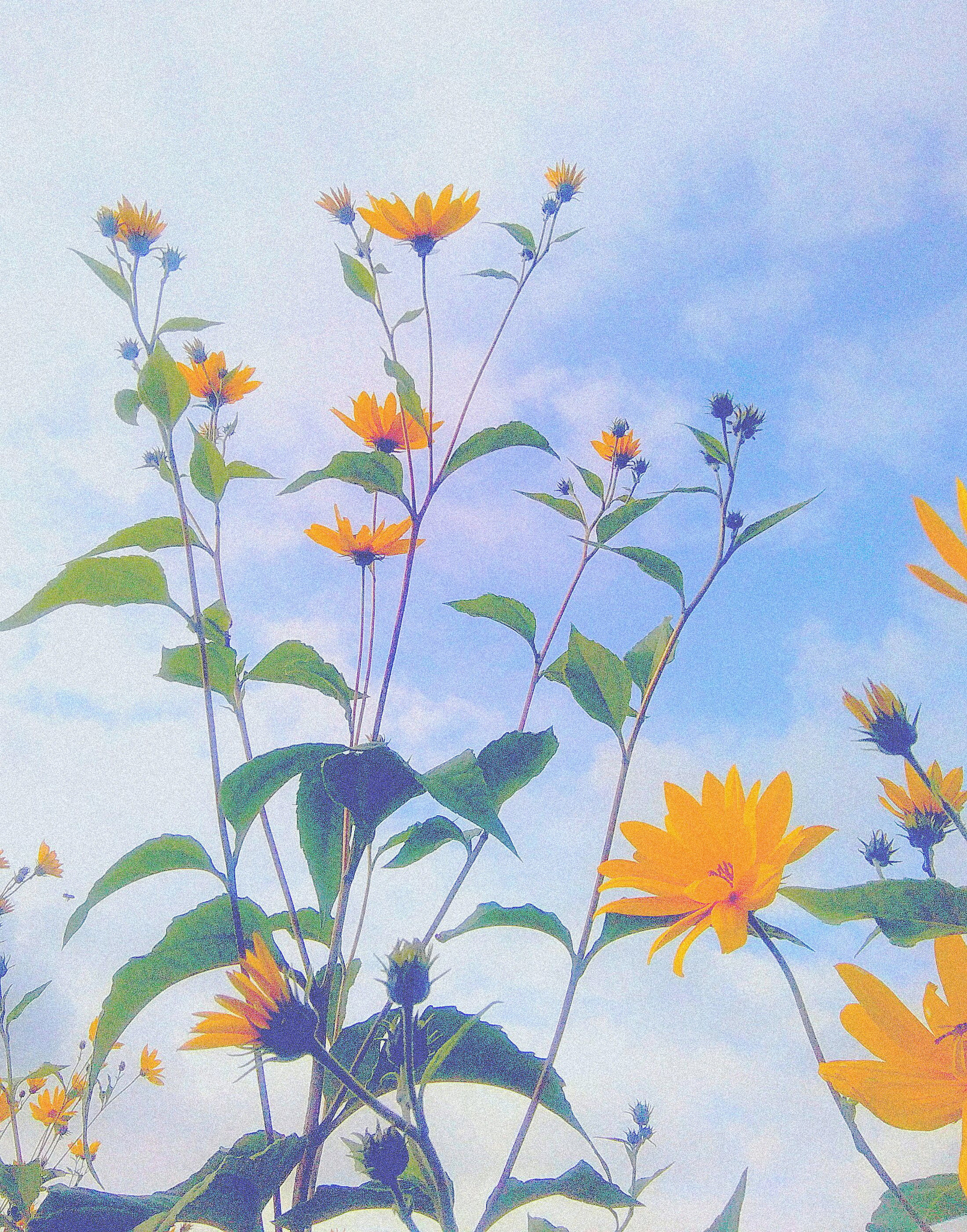HTC DESIRE 620 sample photo. Flowers and sky photography