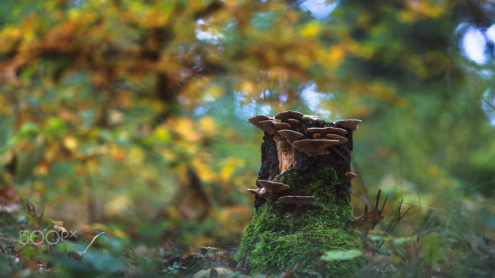 Canon EF 200mm F2.8L II USM sample photo. Mushrooms photography