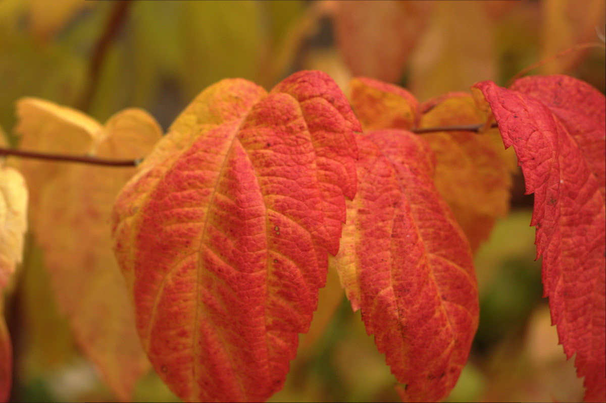 Canon EF 35-80mm f/4-5.6 sample photo. Red cape photography