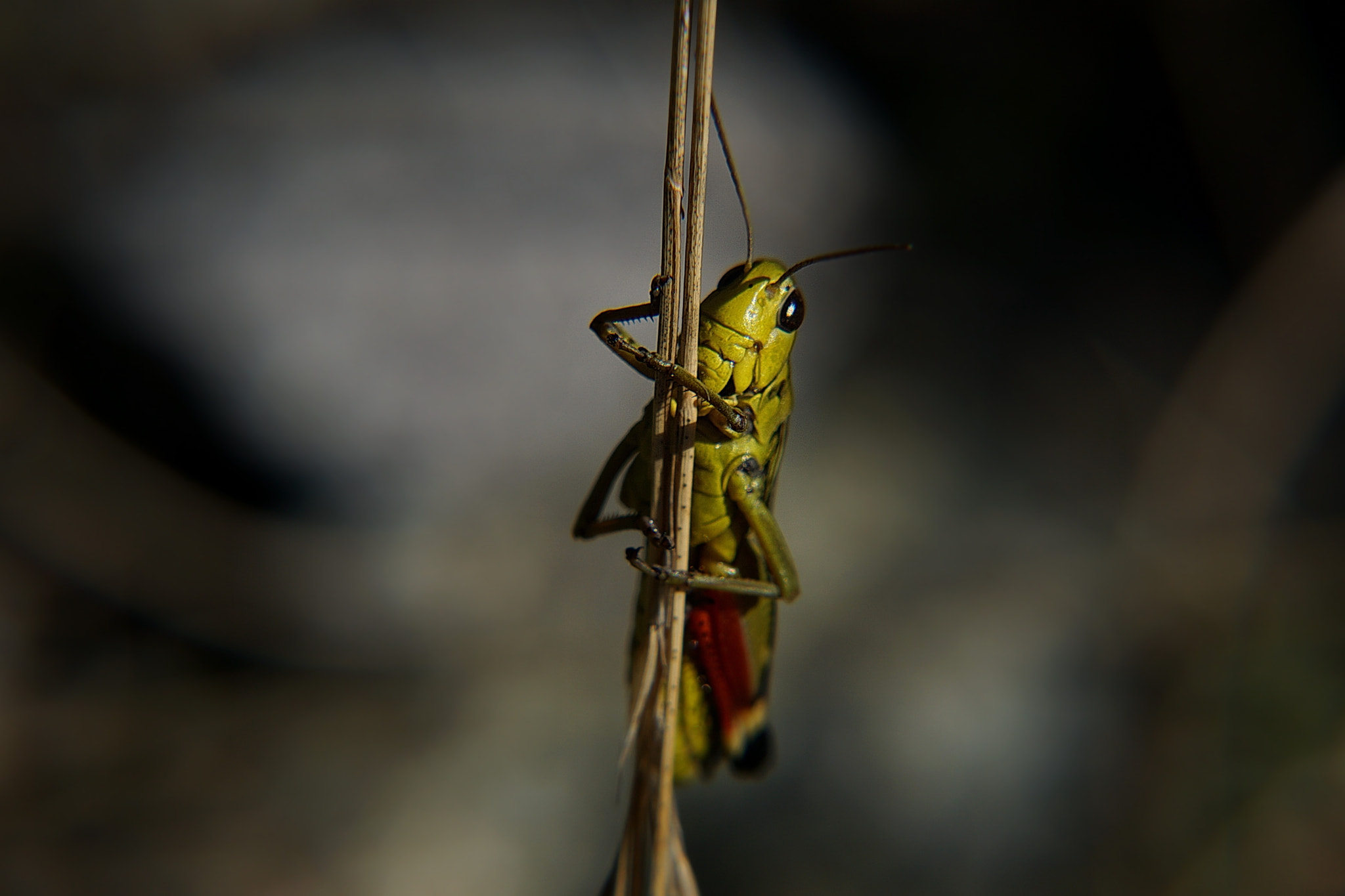 Sony DT 16-105mm F3.5-5.6 sample photo. Grasshopper photography