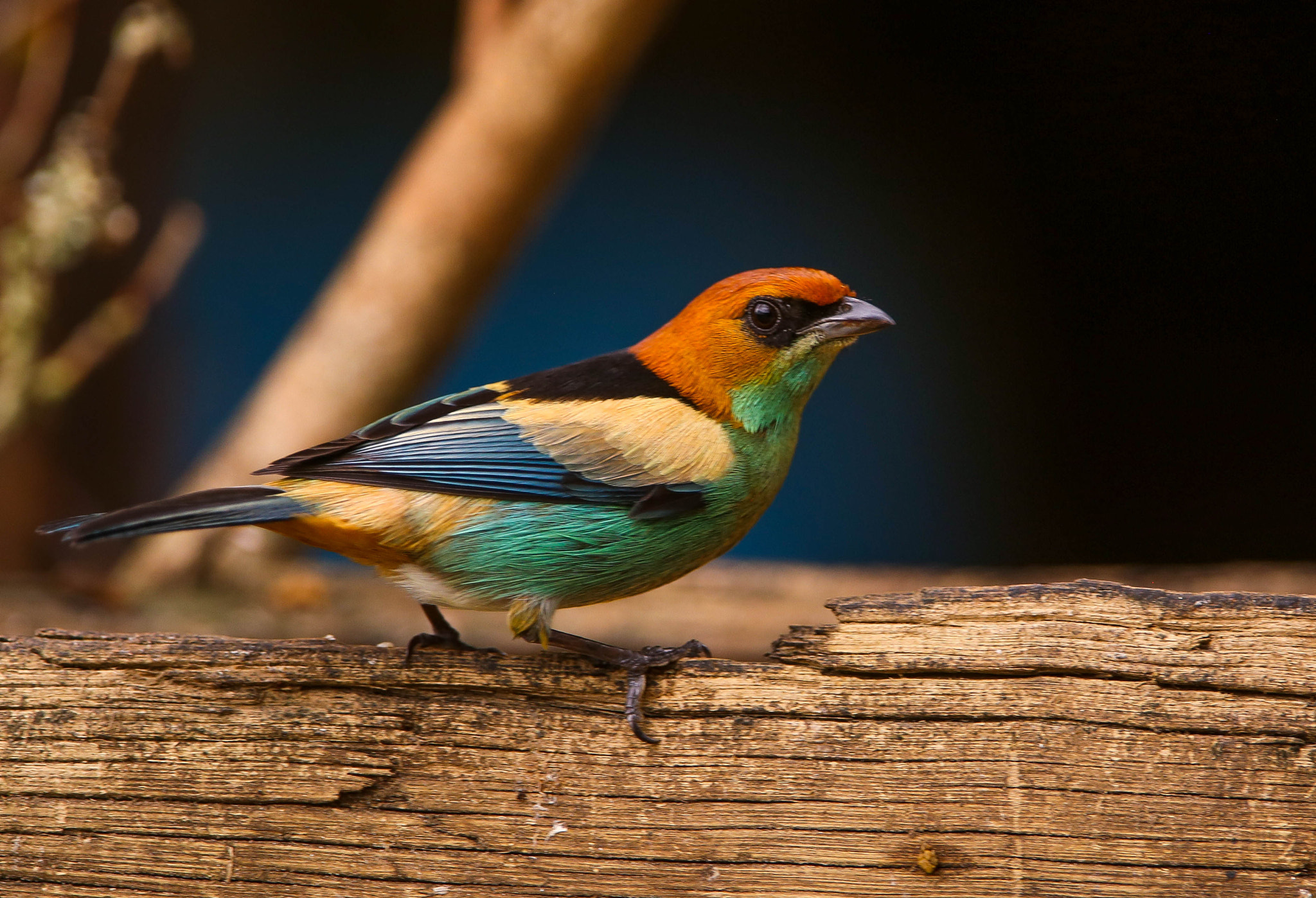 Canon EF 300mm F2.8L IS USM sample photo. Black-backed tanager (tangara peruviana) photography